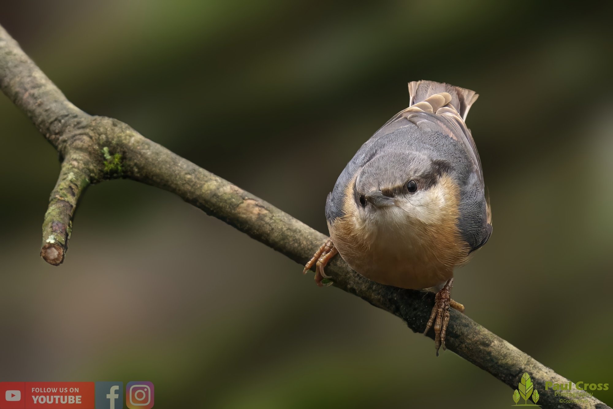 Nuthatch-00214.jpg