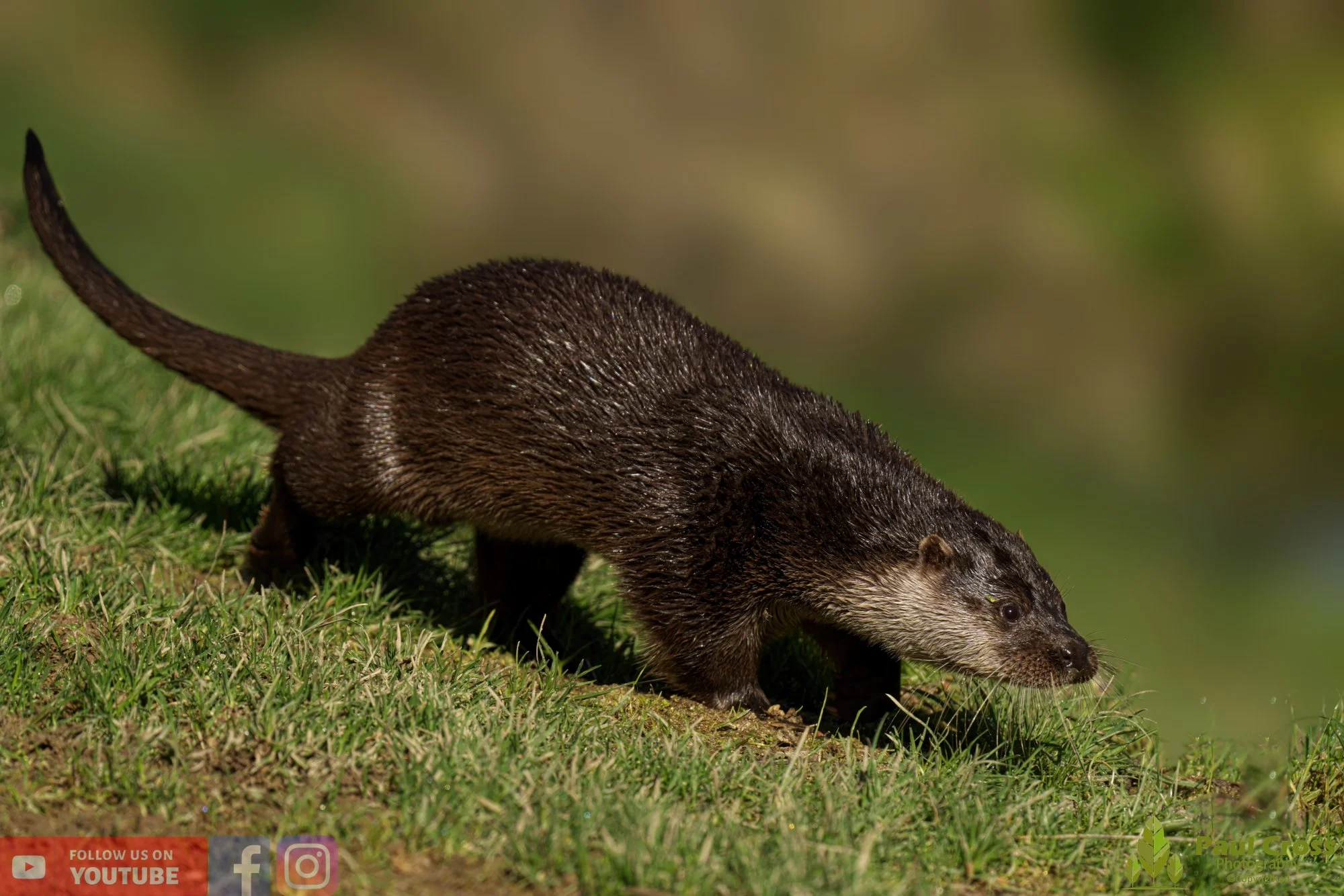 European Otter-00055.jpg