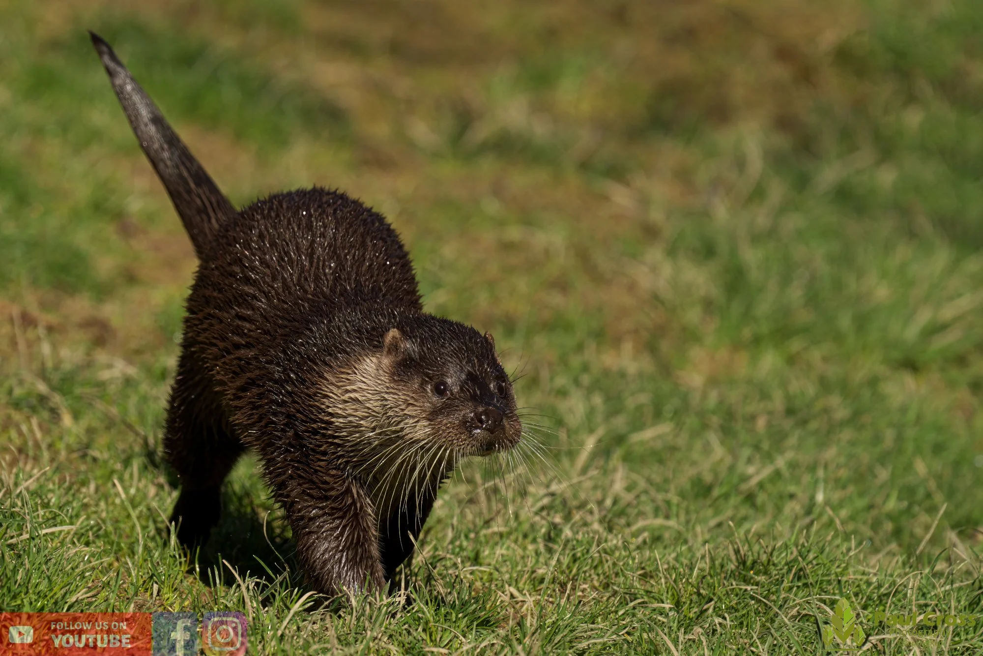European Otter-00058.jpg