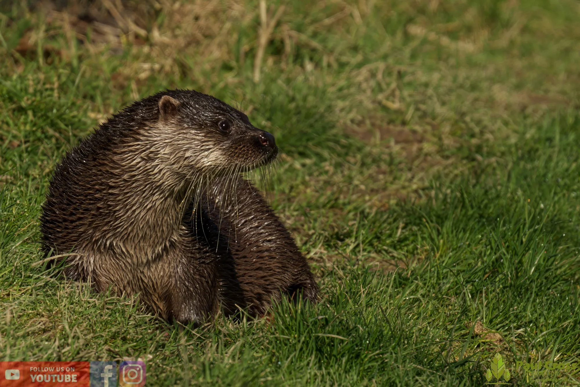 European Otter-00060.jpg