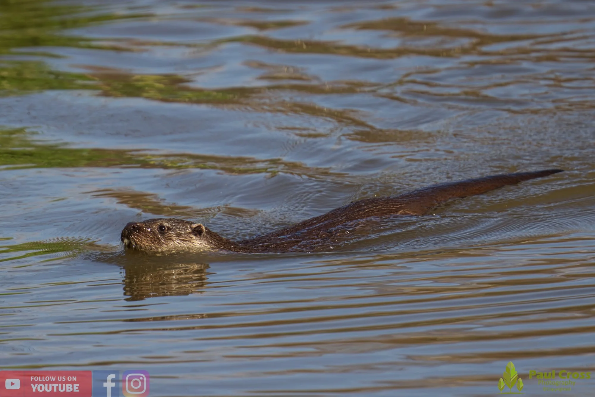 European Otter-00064.jpg