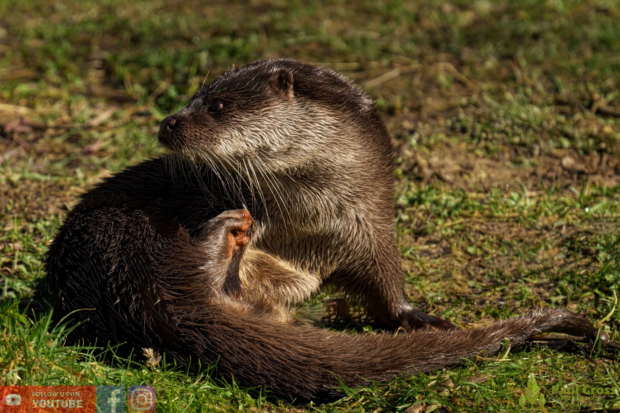 European Otter-00065.jpg