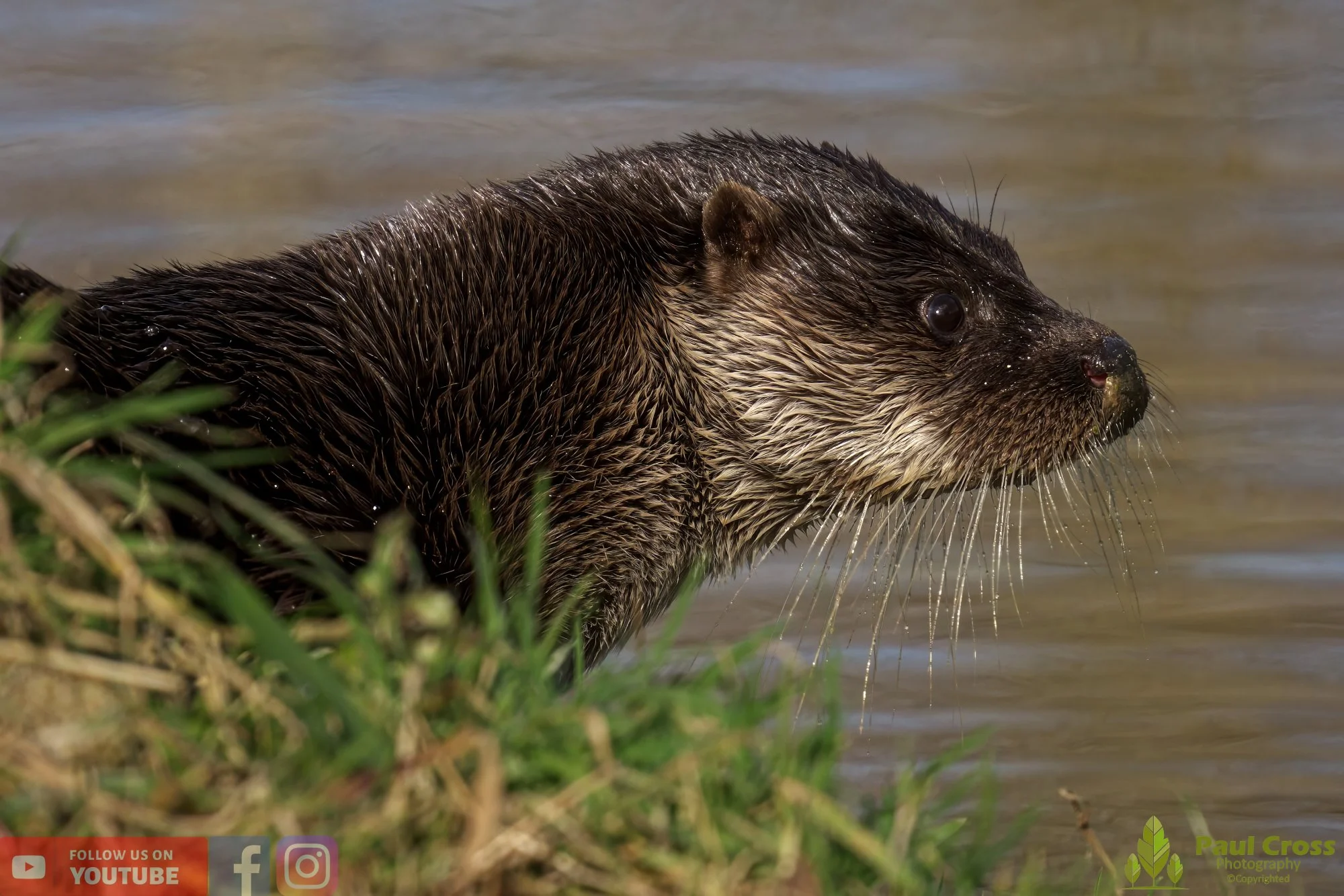 European Otter-00066.jpg