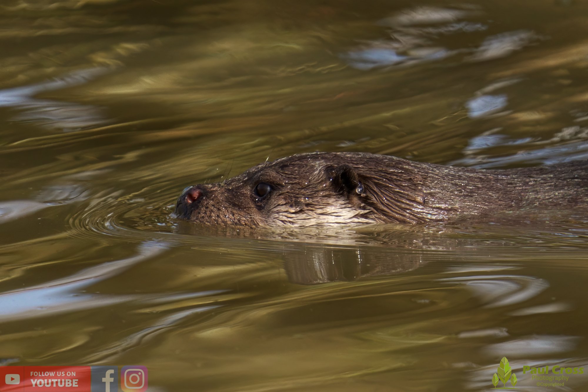 European Otter-00067.jpg