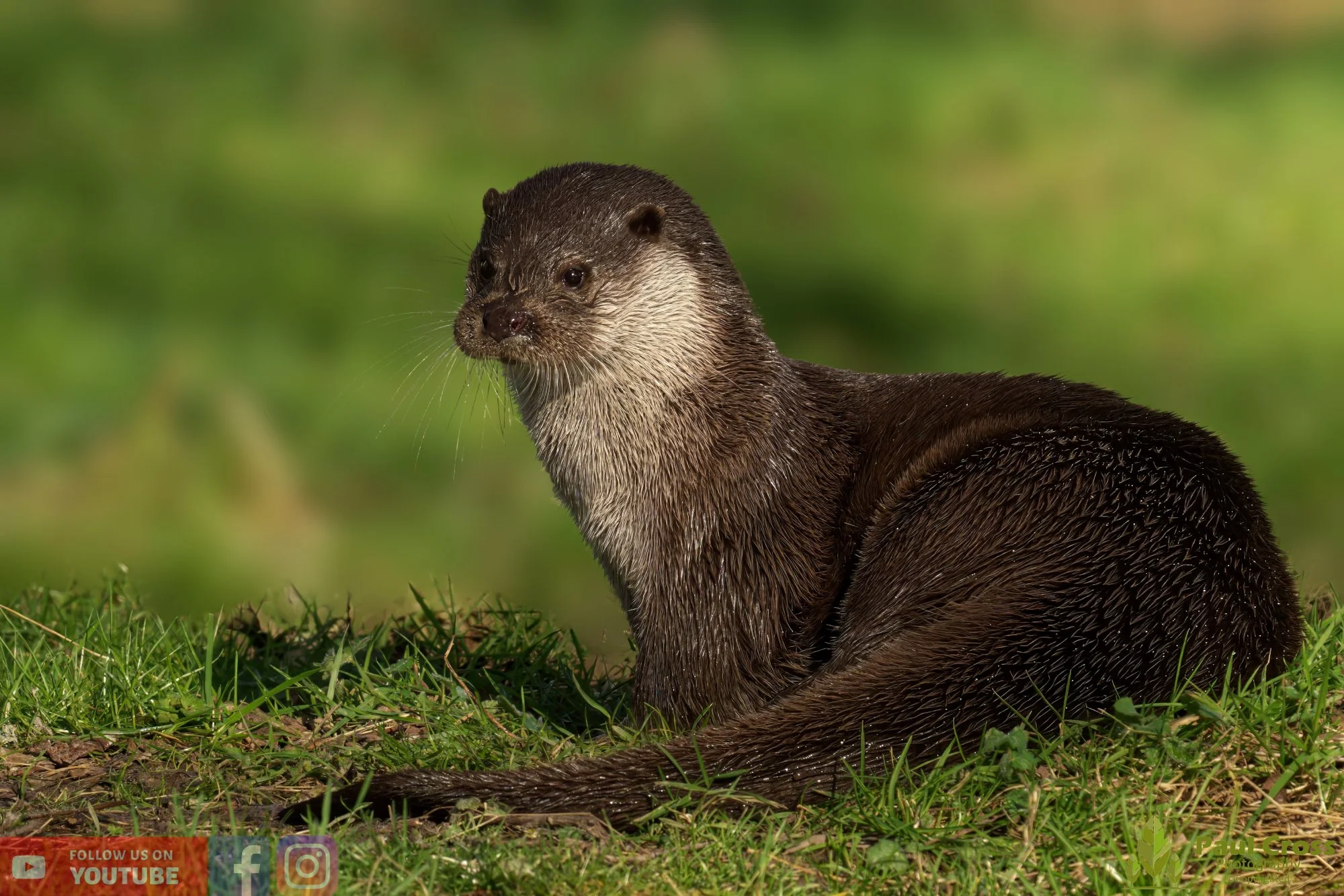 European Otter-00069.jpg