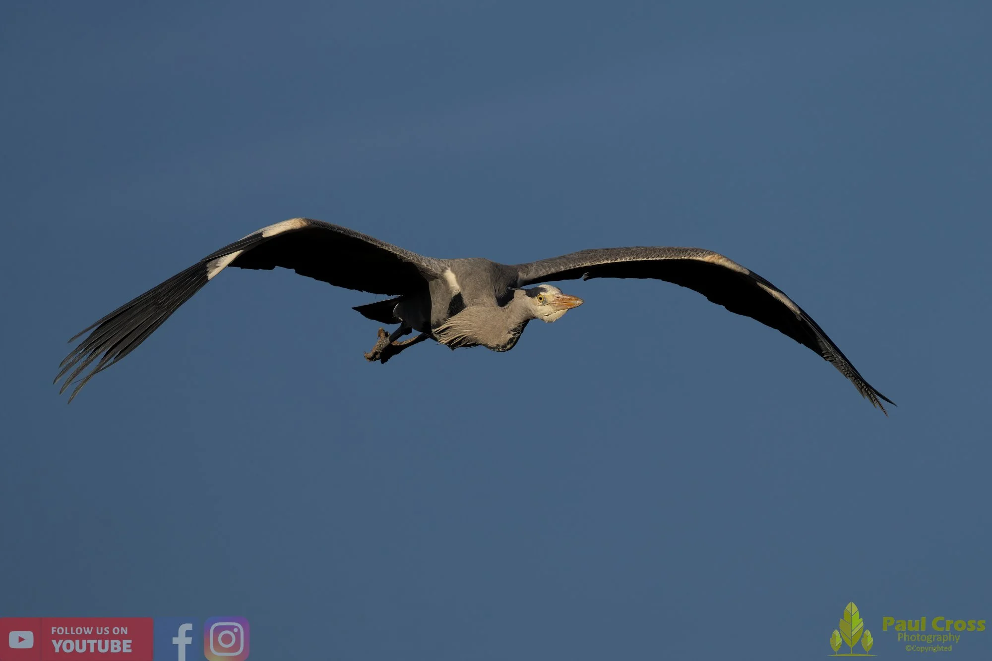 Grey Heron-00531.jpg