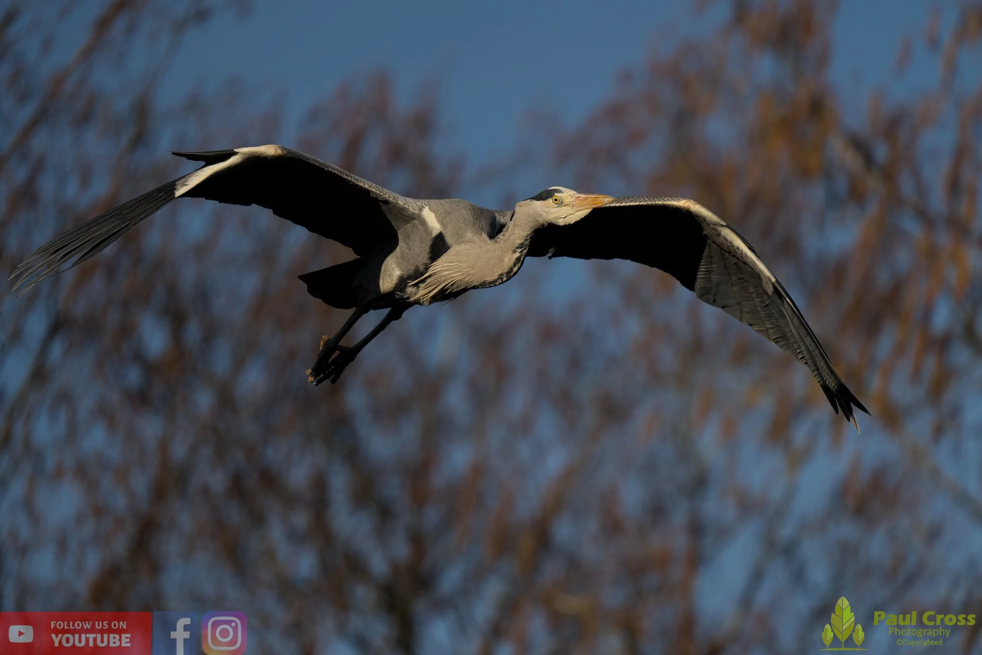 Grey Heron-00533.jpg