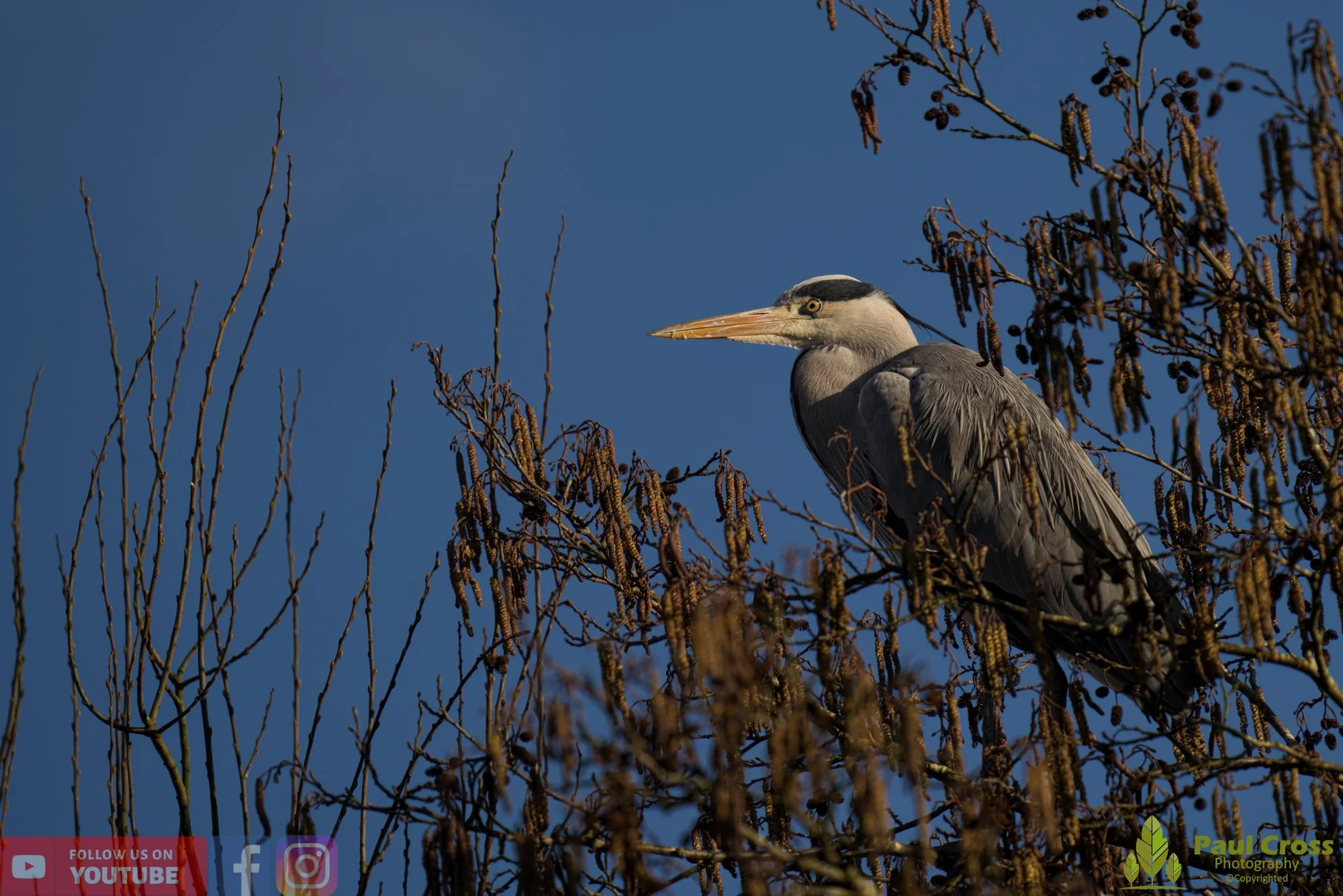 Grey Heron-00535.jpg
