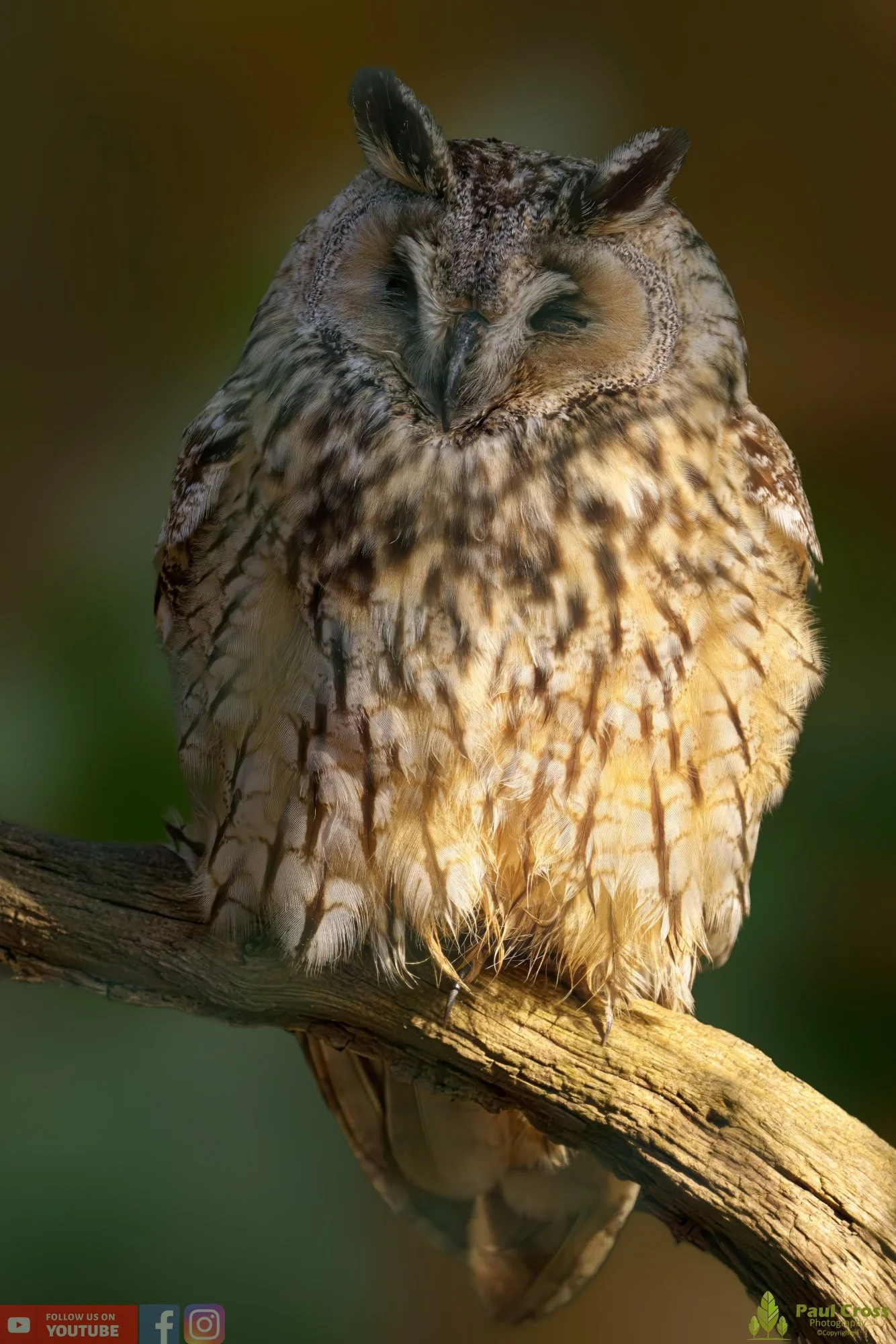 Long-Eared Owl-00005.jpg