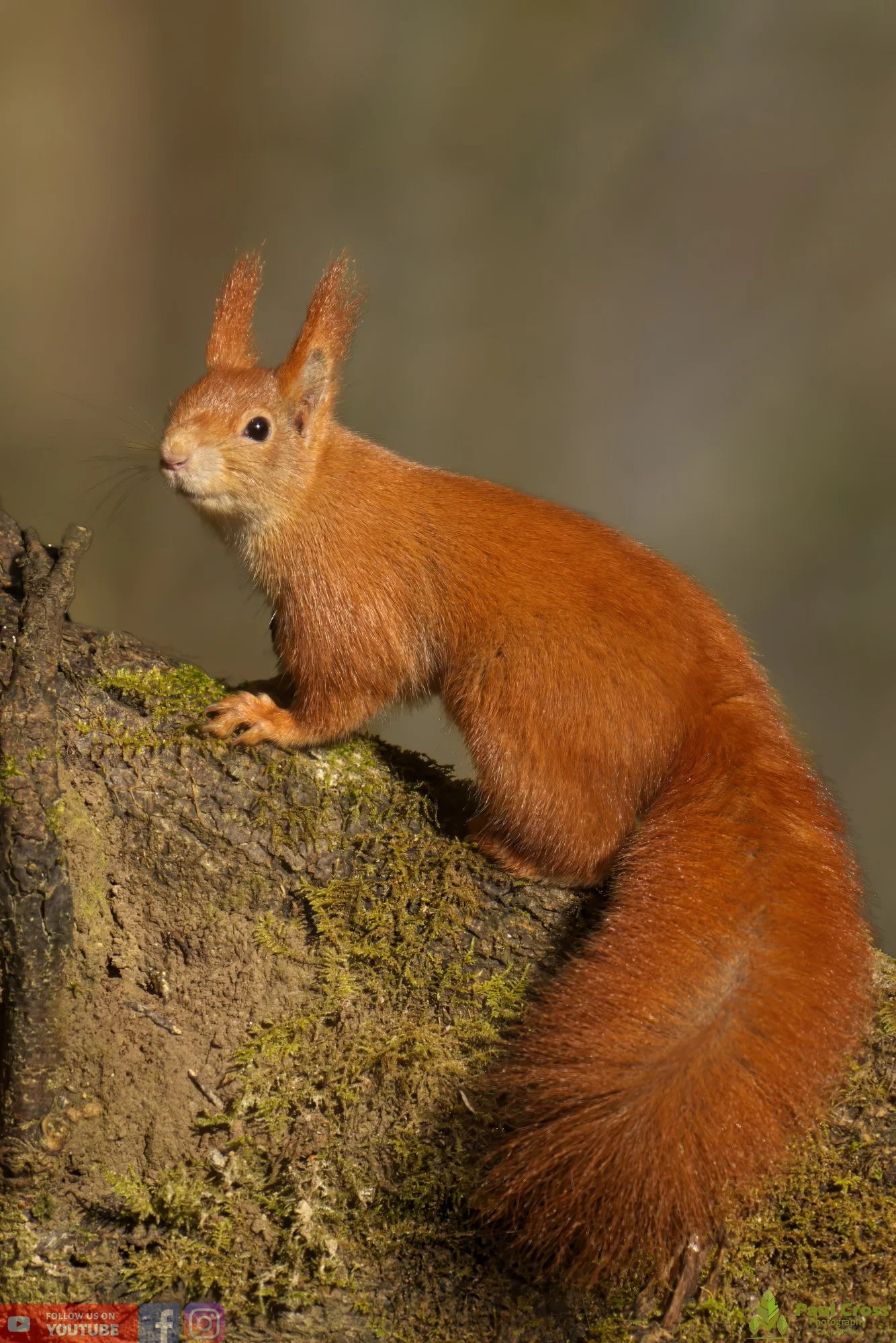 Red Squirrel-00008.jpg