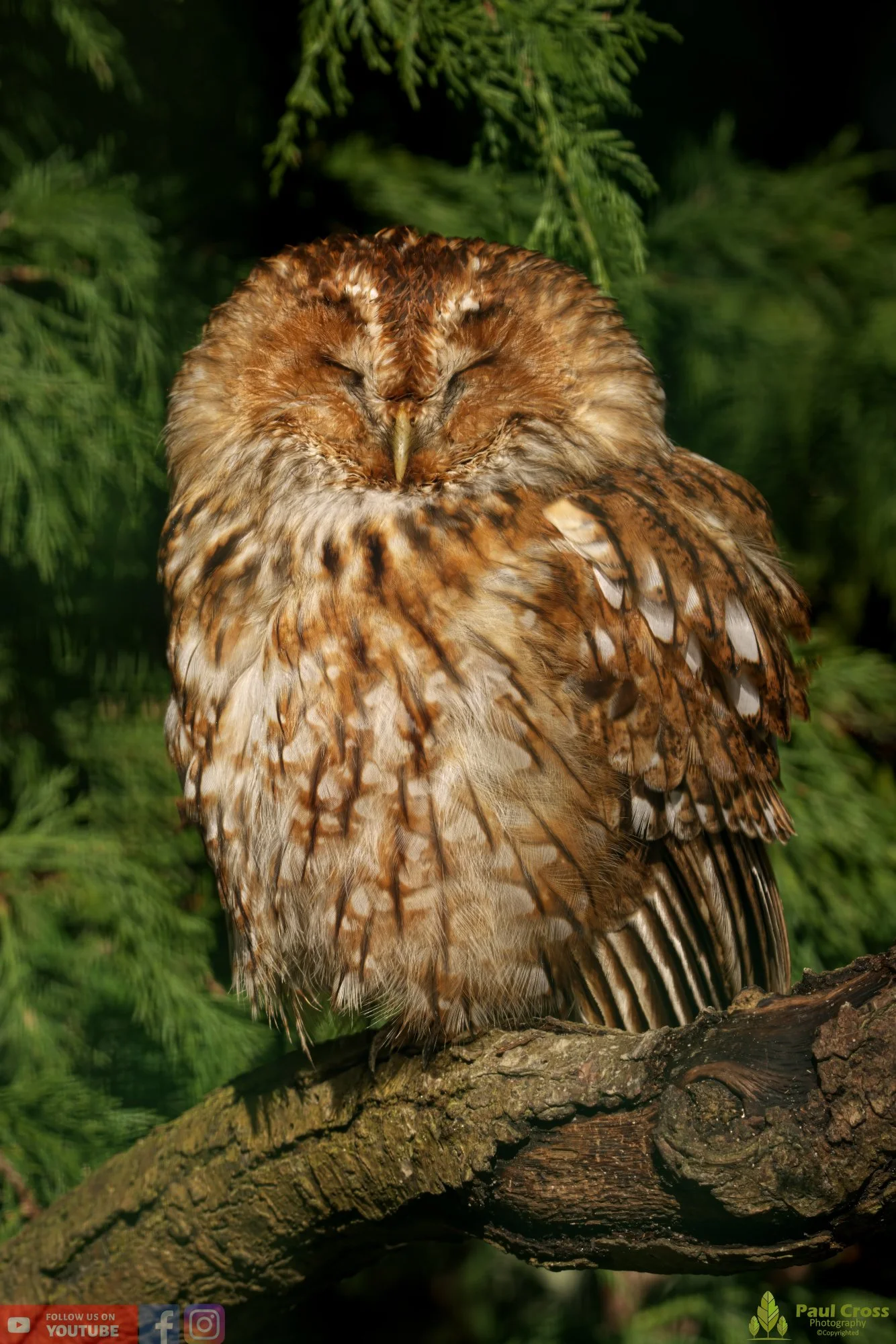 Tawny Owl-00006.jpg