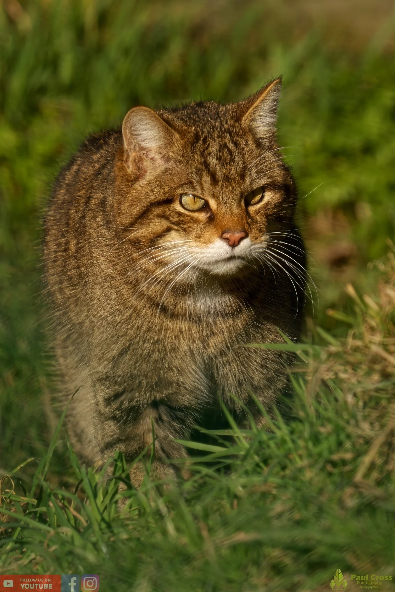 Wildcat-00029.jpg