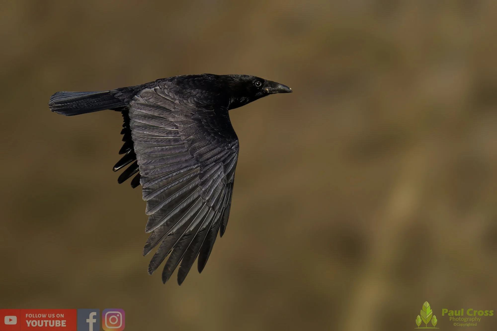 Carrion Crow-00115.jpg
