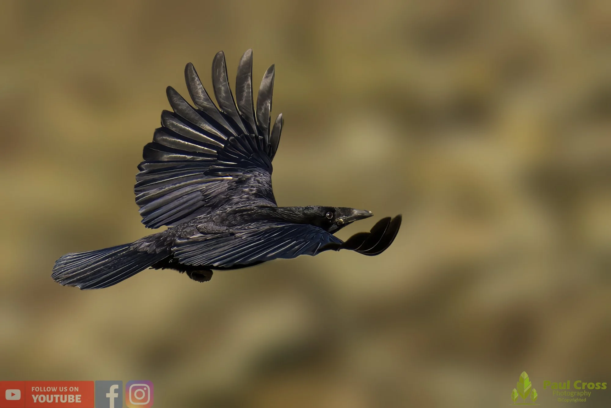 Carrion Crow-00117.jpg