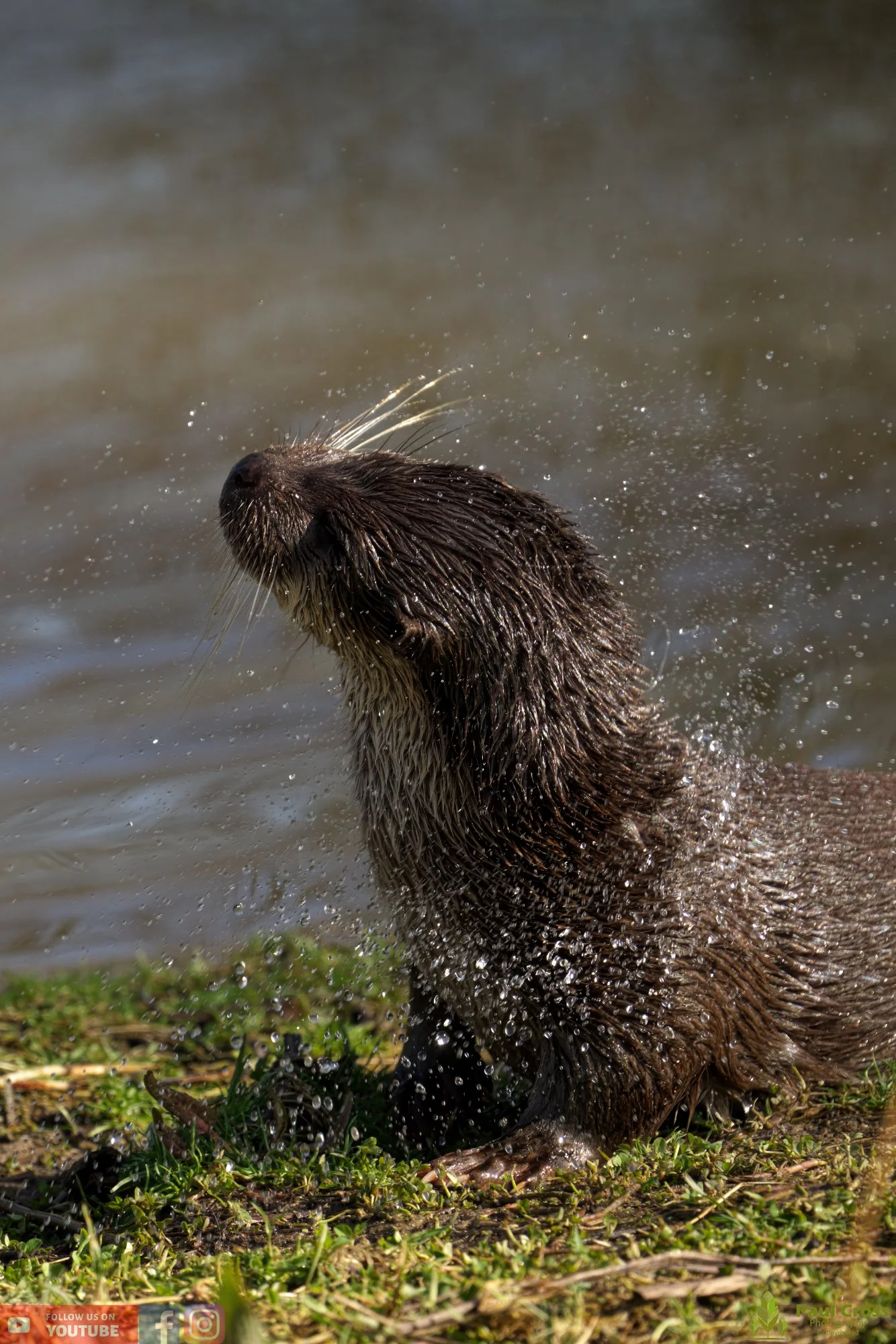 European Otter-00071.jpg