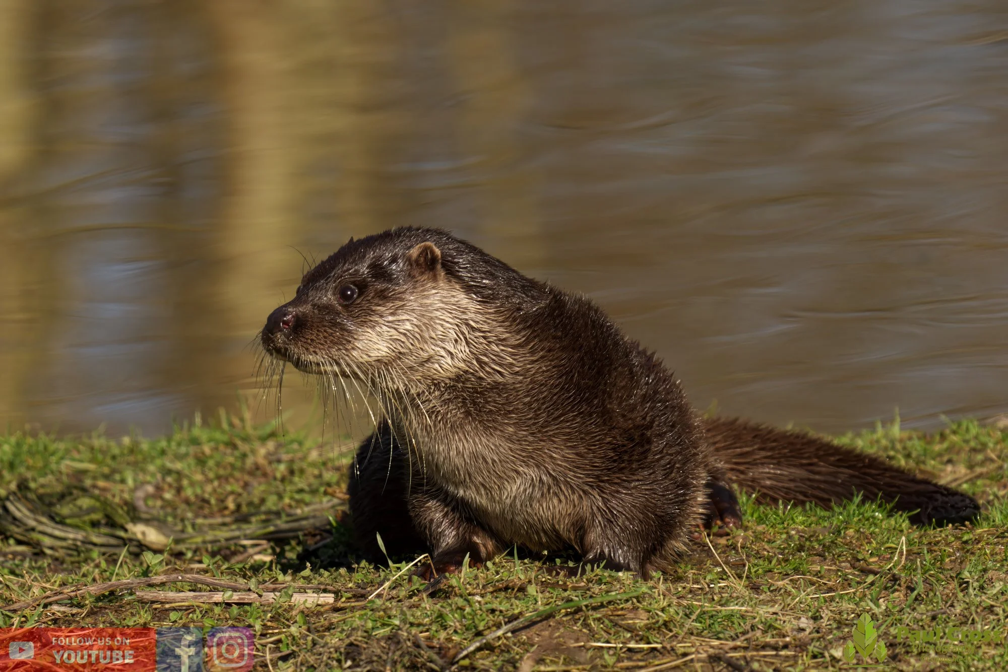 European Otter-00072.jpg