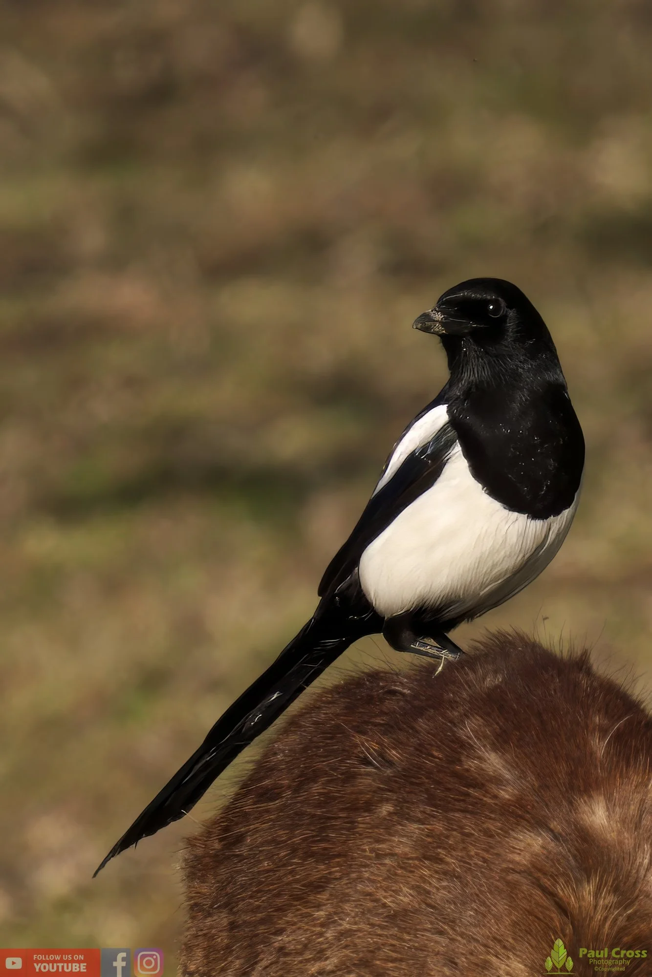 Magpie-00054.jpg