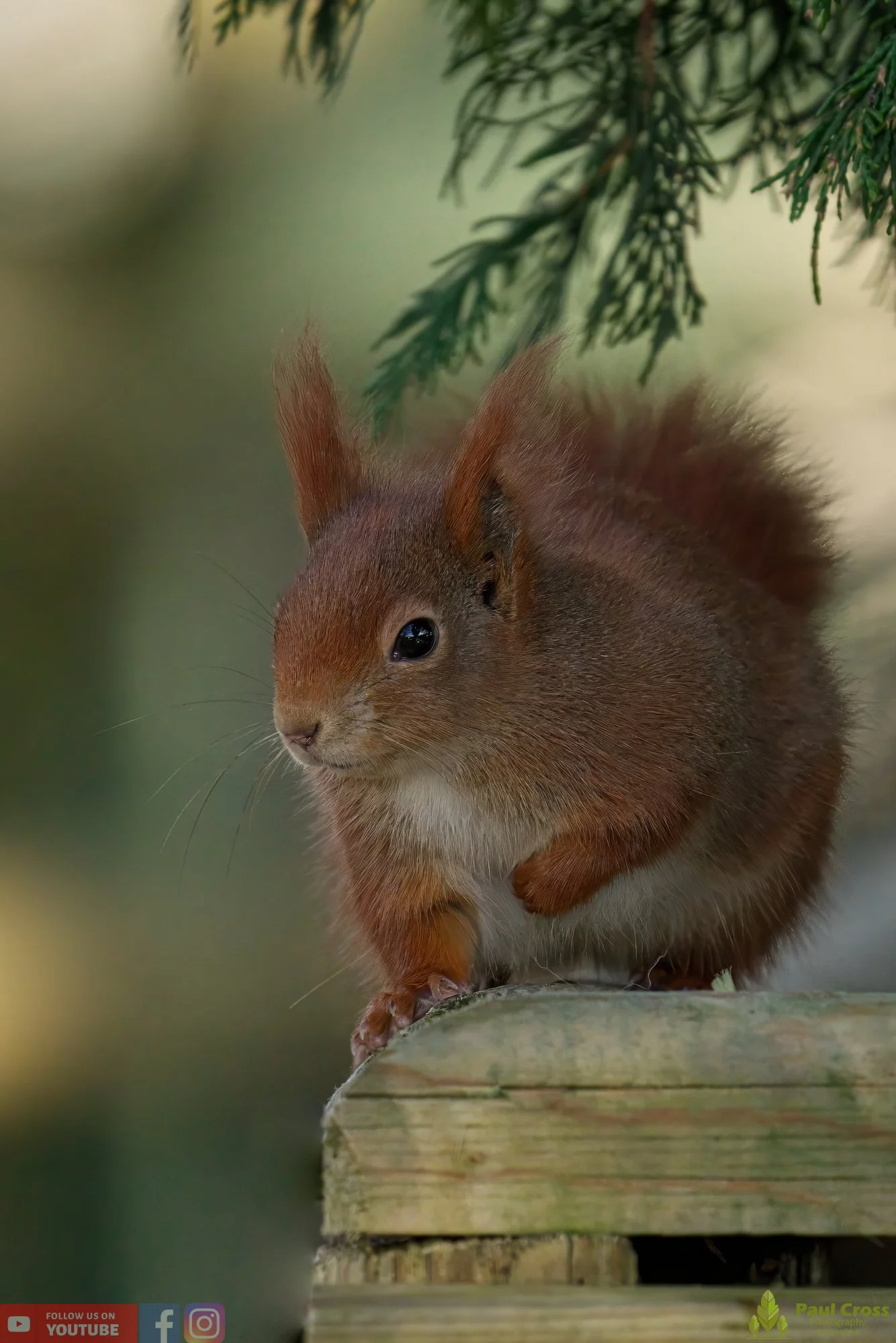Red Squirrel-00010.jpg