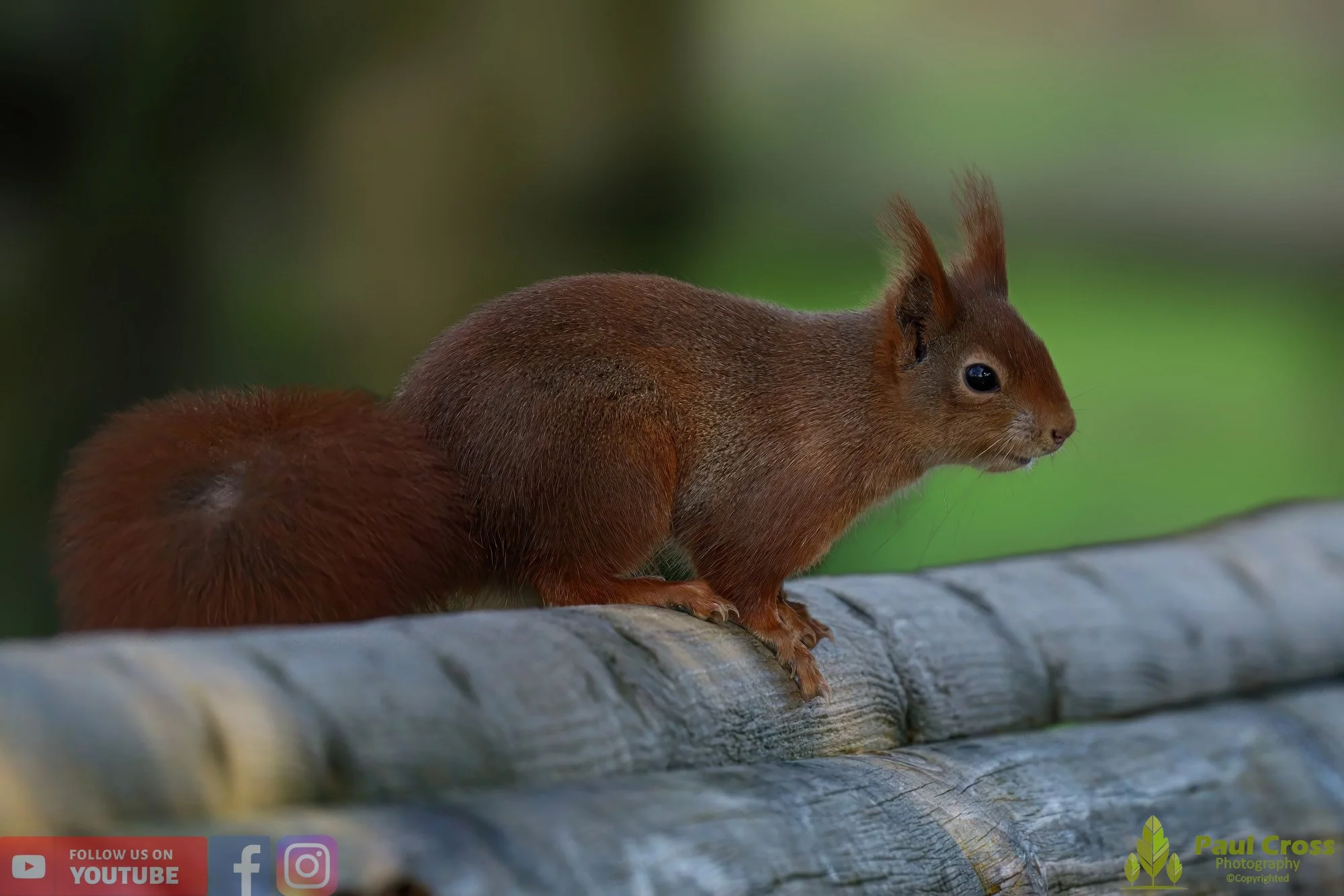 Red Squirrel-00011.jpg