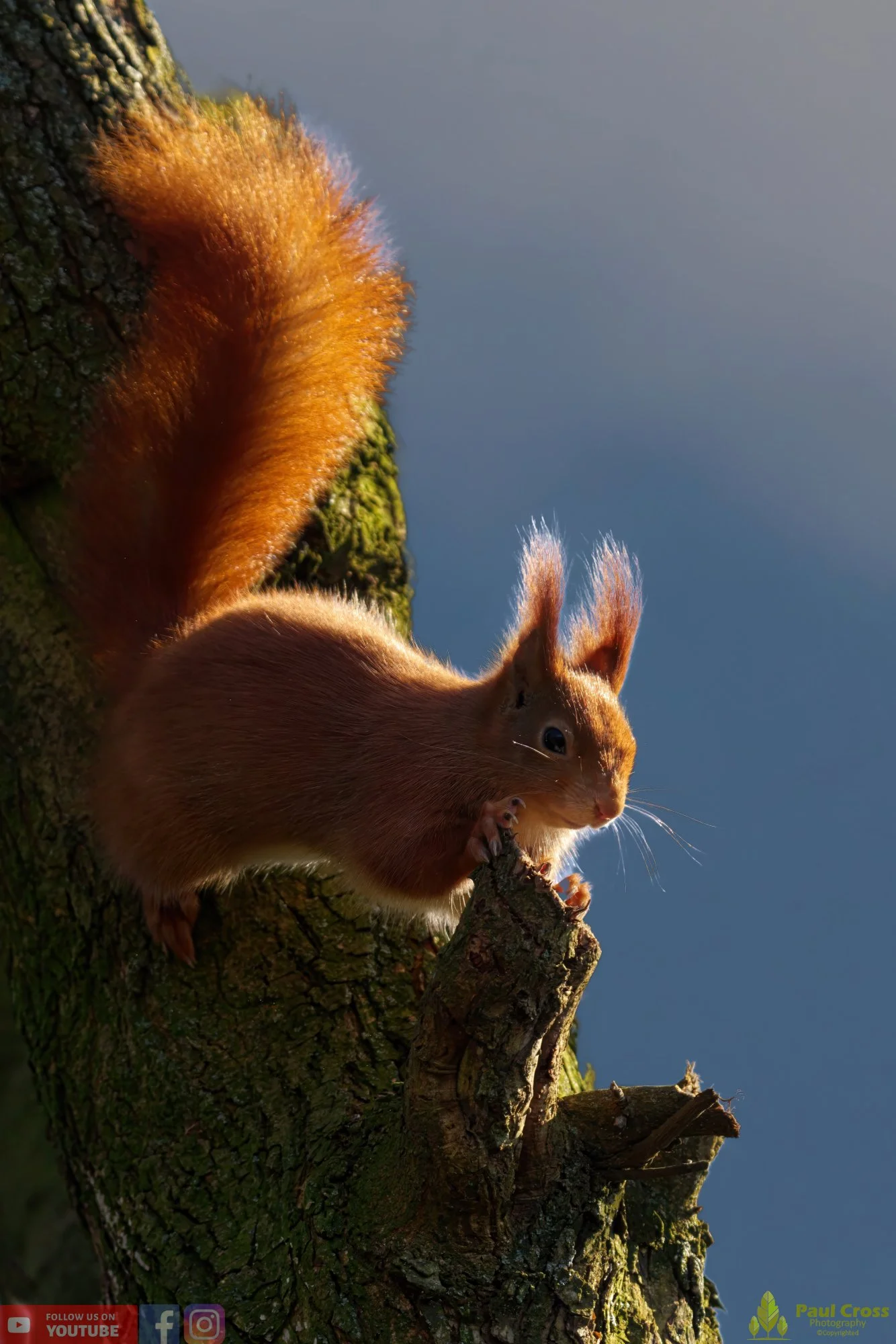 Red Squirrel-00012.jpg