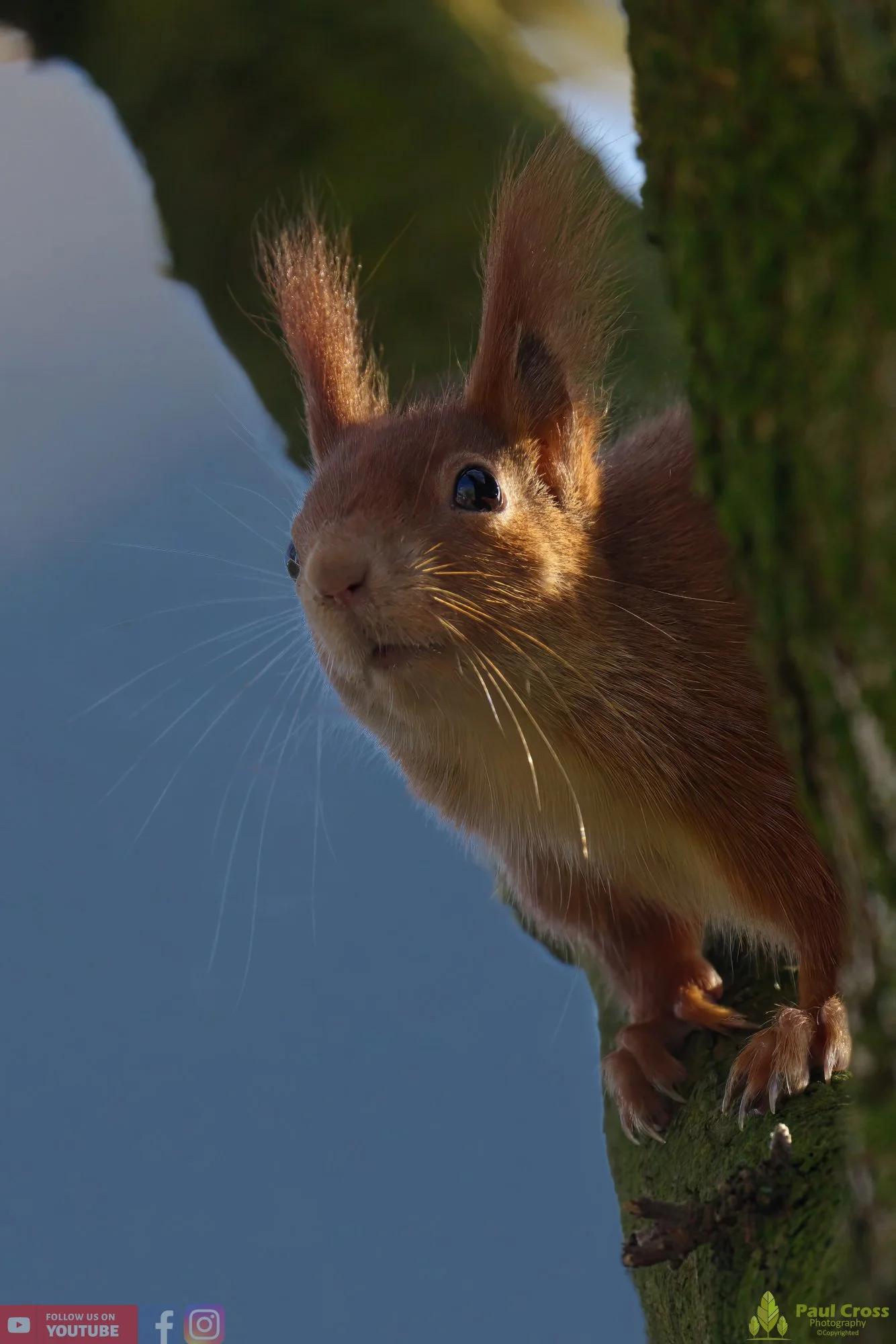 Red Squirrel-00021.jpg