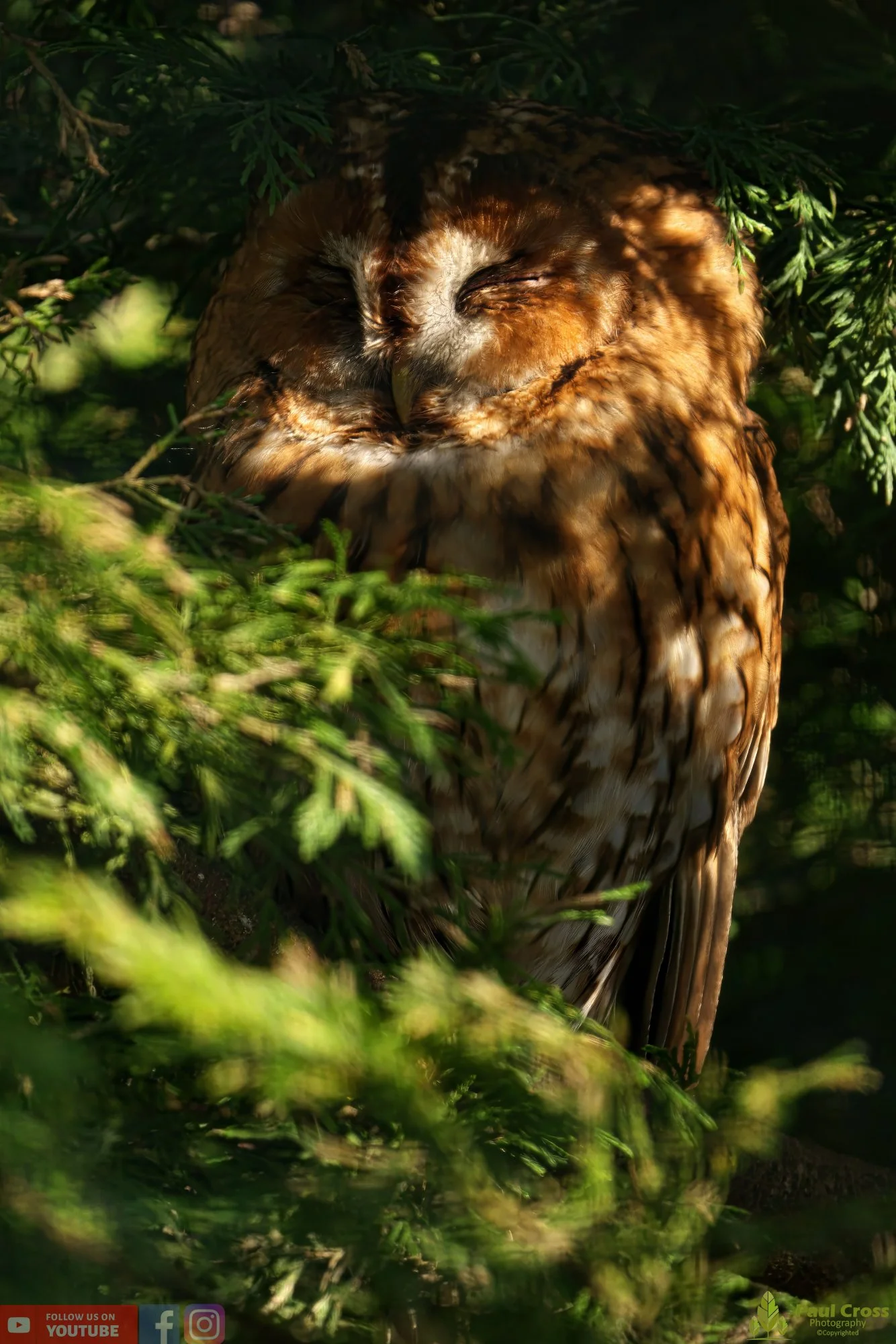 Tawny Owl-00007.jpg