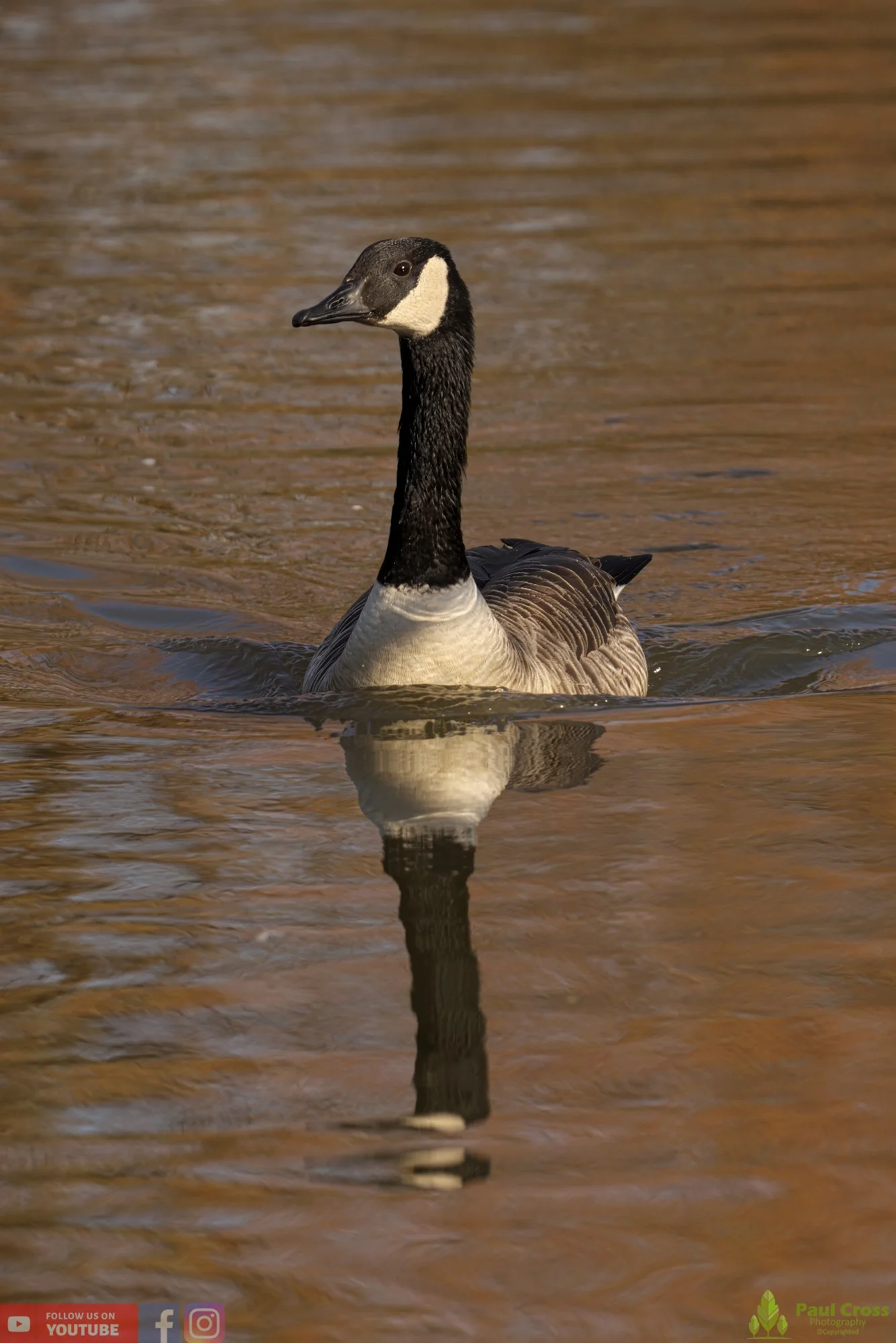 Canada Goose-00106.jpg