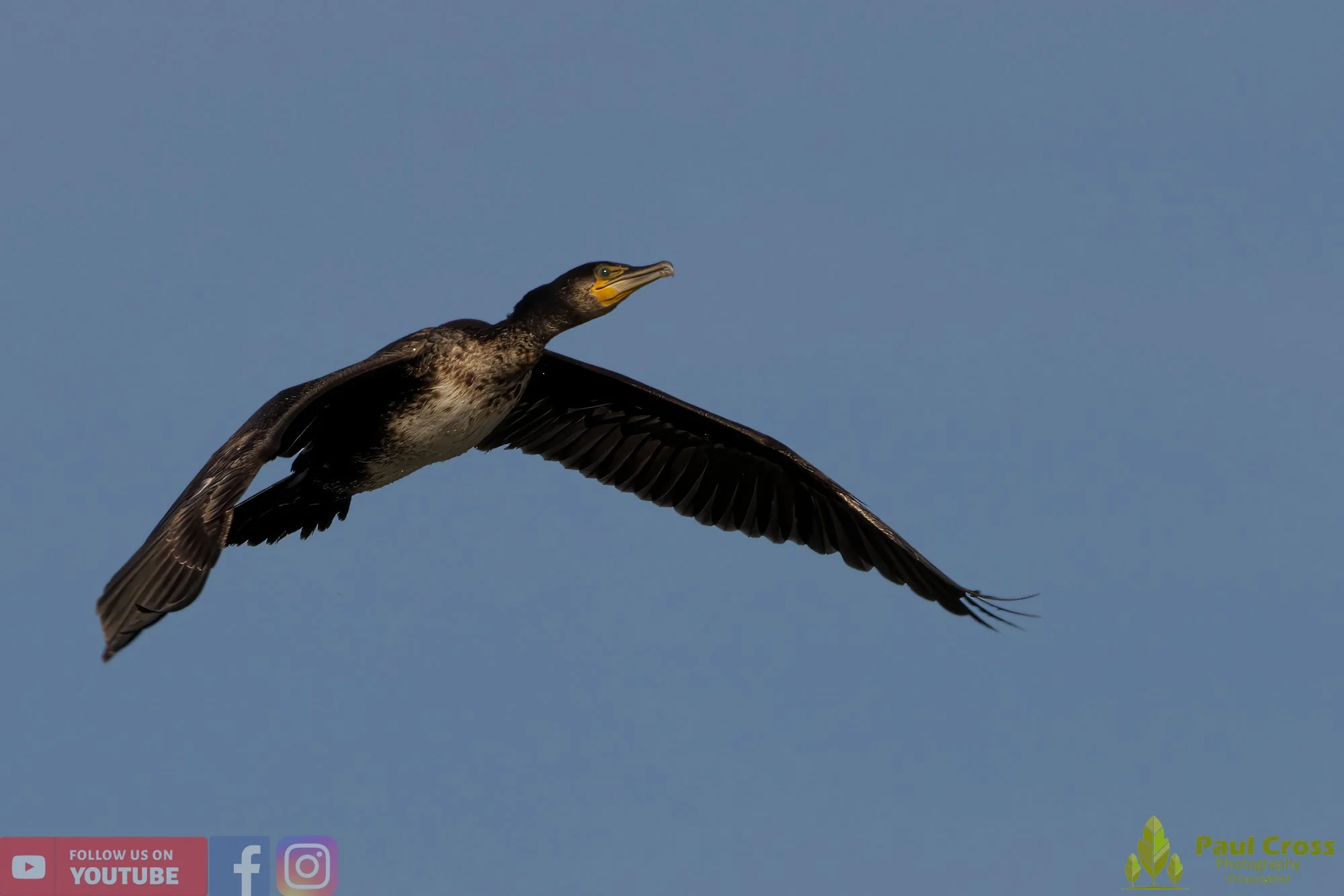 Cormorant-00260.jpg