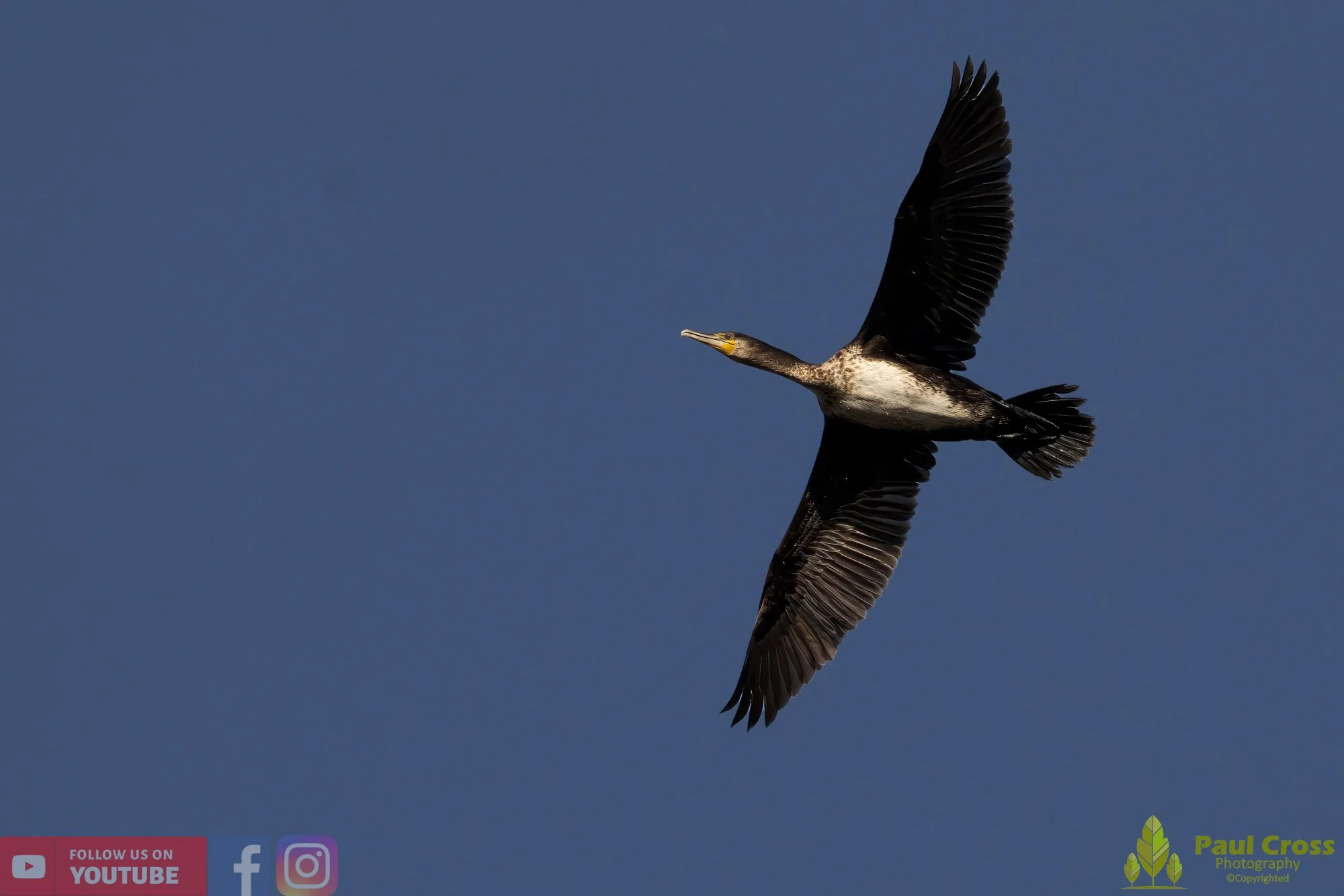 Cormorant-00263.jpg