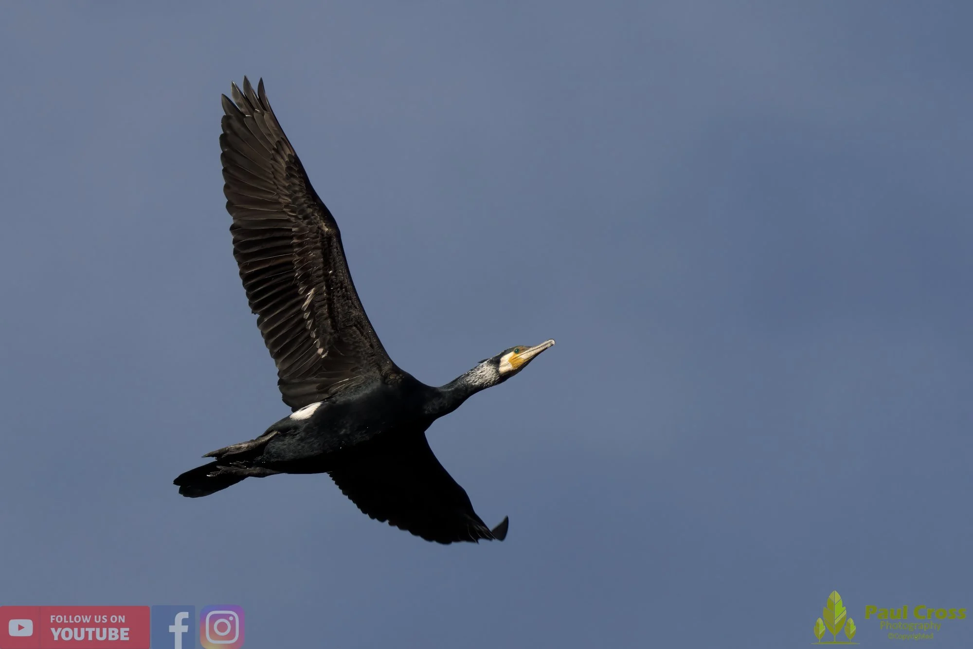 Cormorant-00267.jpg
