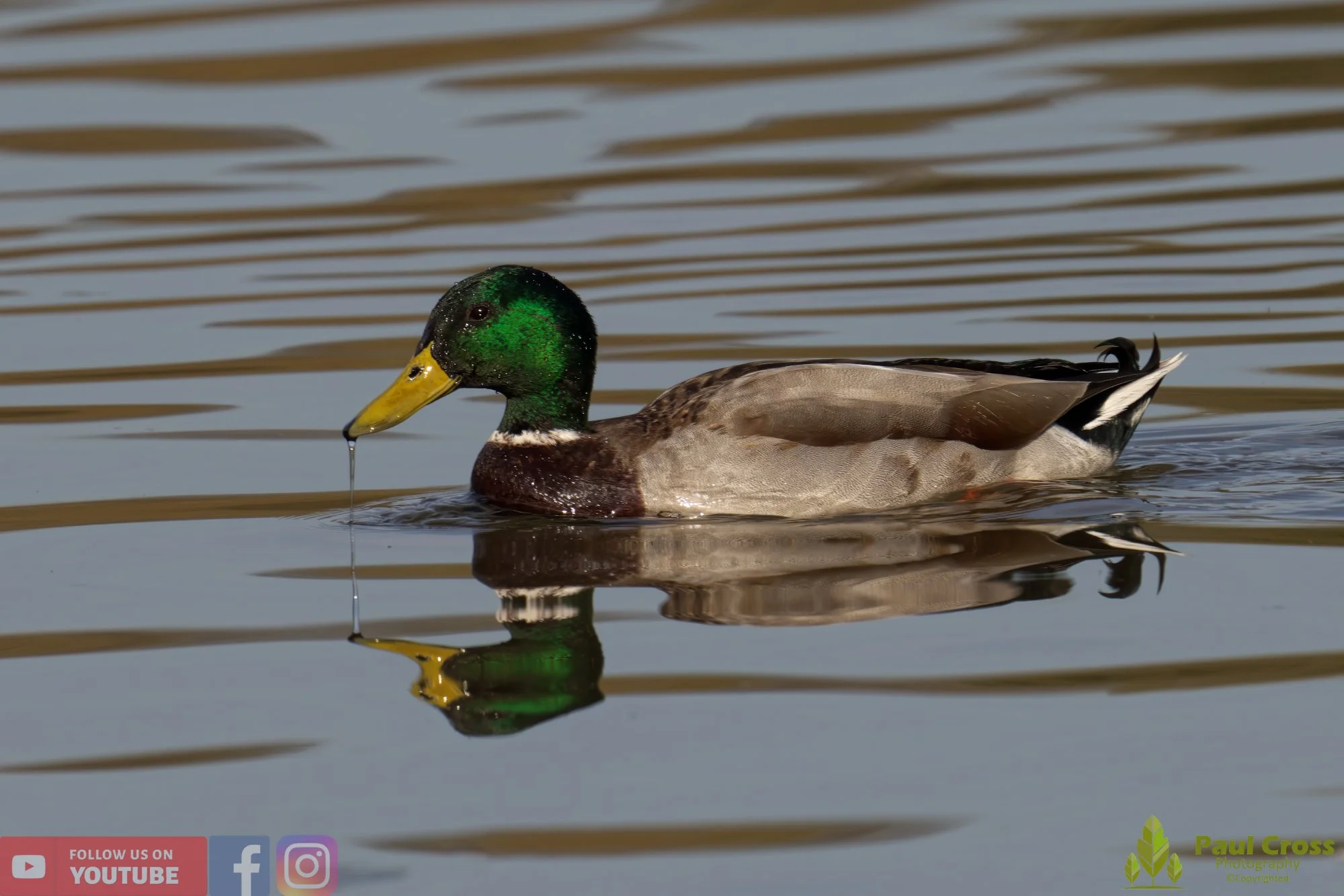 Mallard Duck-00951.jpg