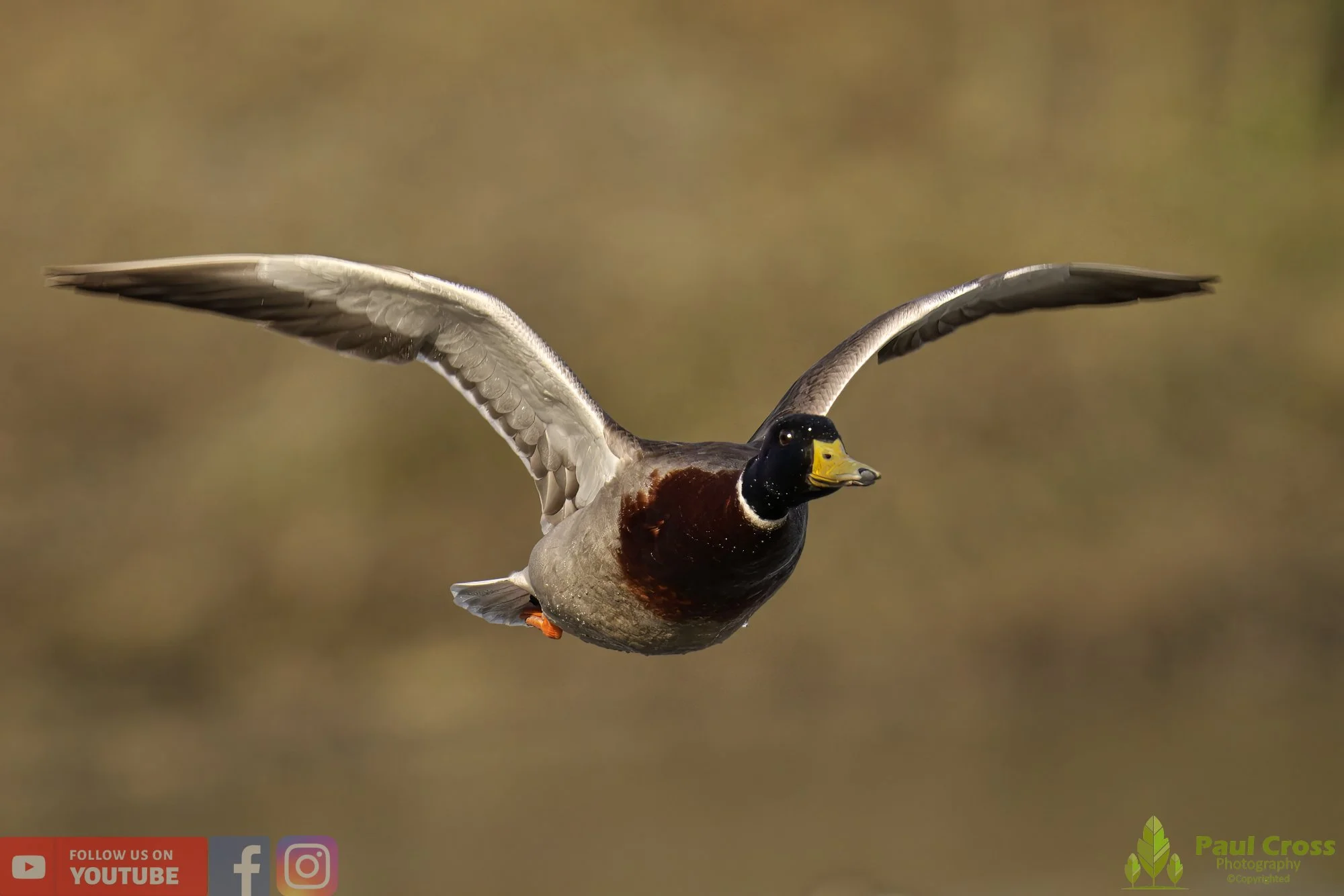 Mallard Duck-00952.jpg