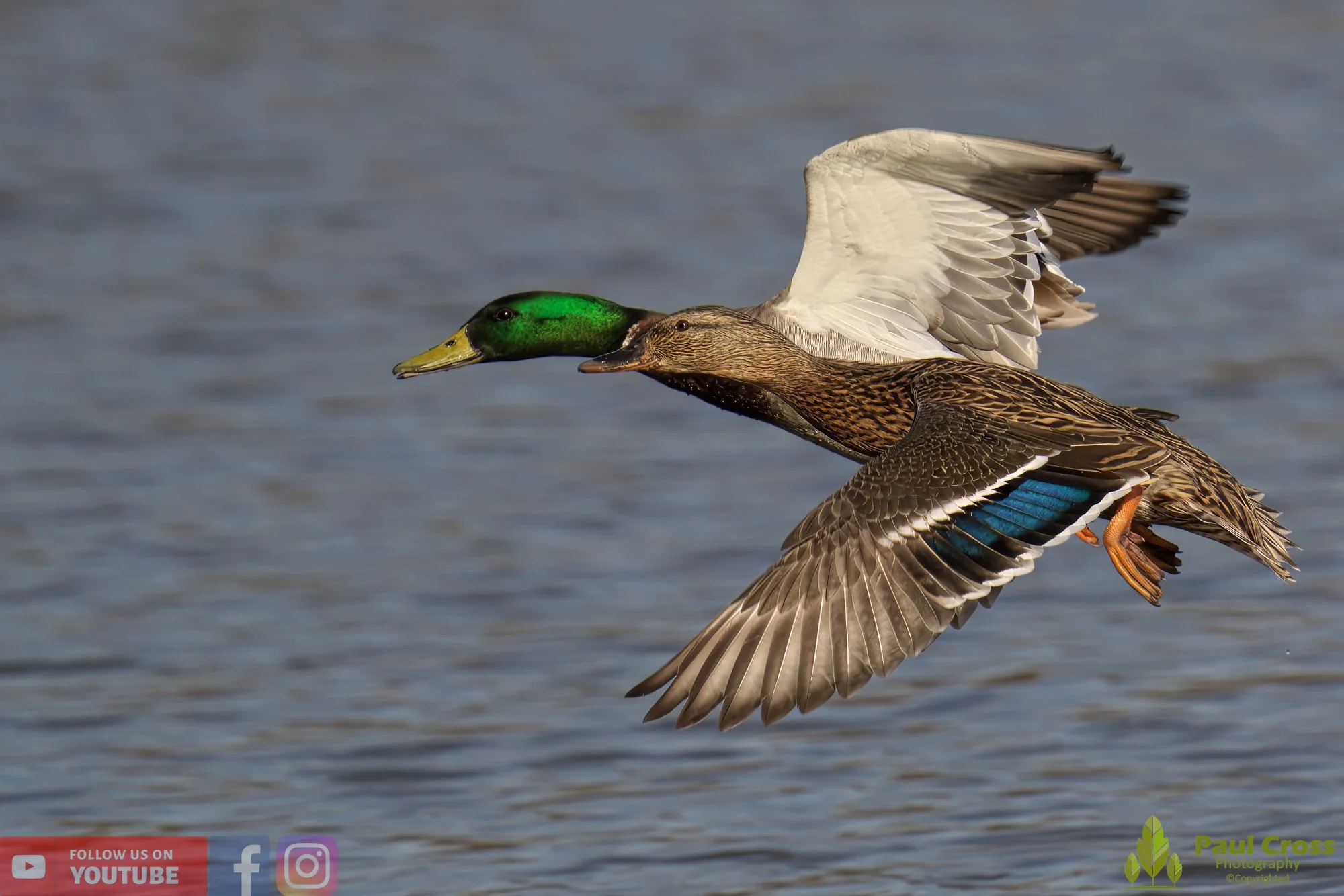 Mallard Duck-00954.jpg