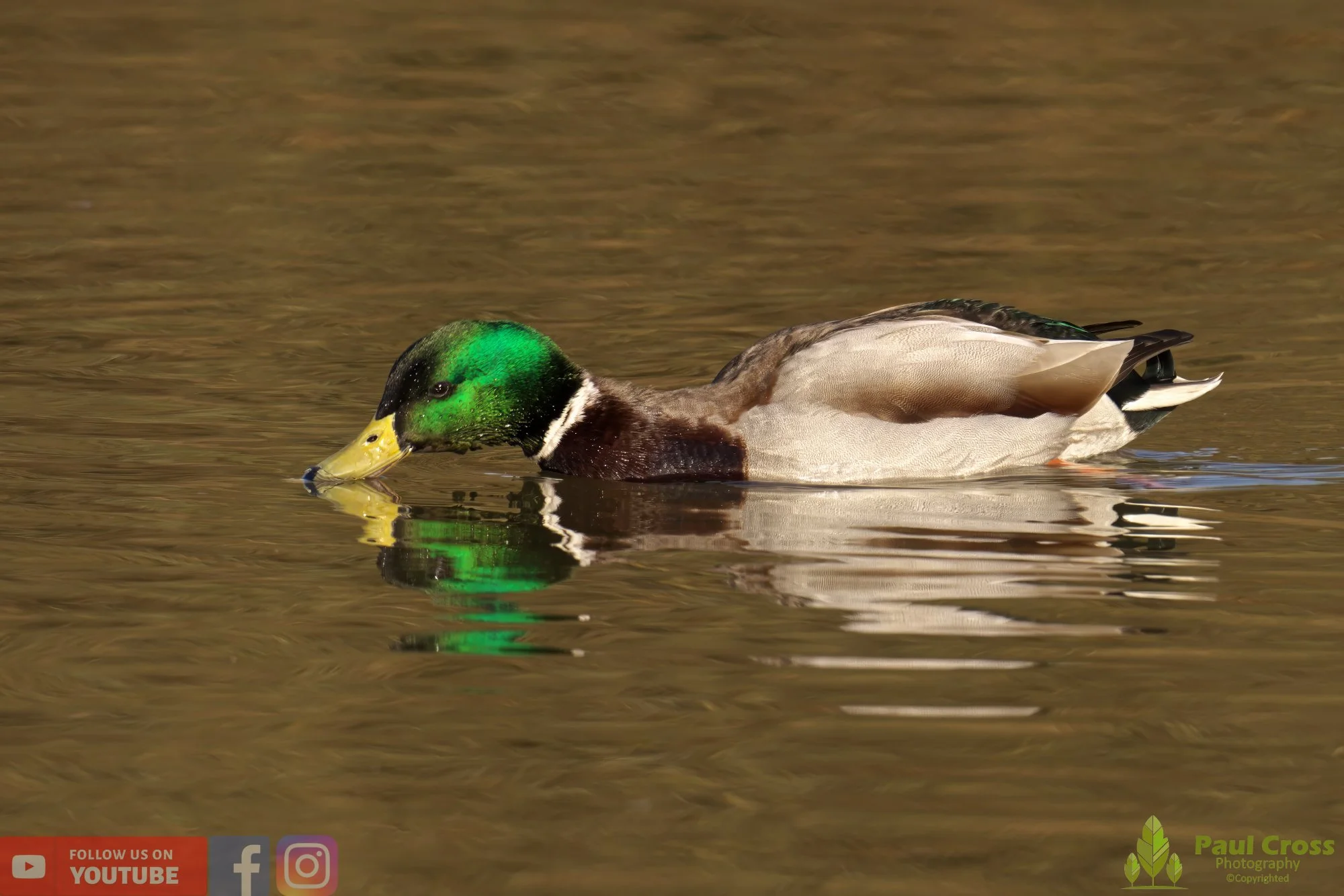 Mallard Duck-00955.jpg