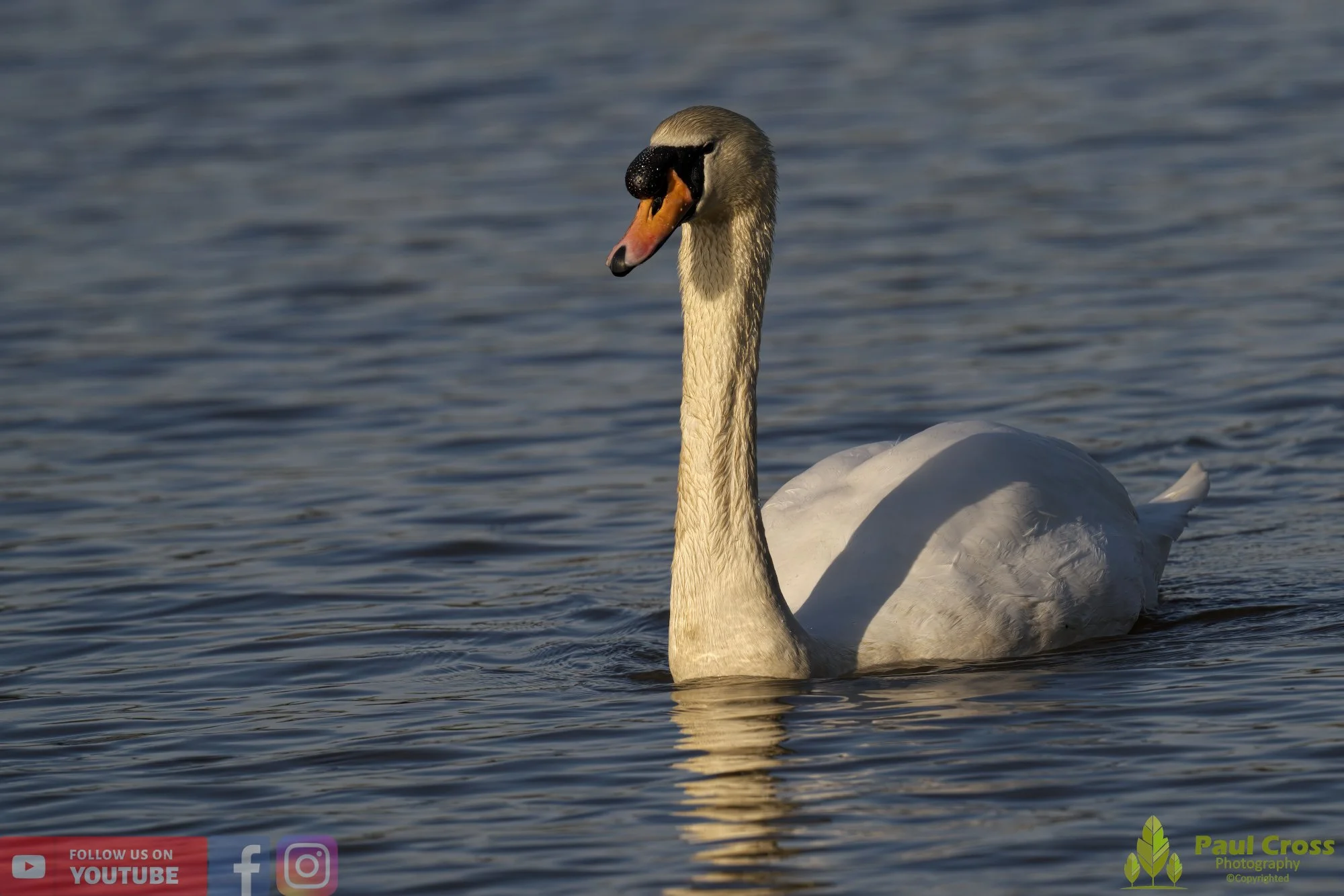 Mute Swan-00215.jpg