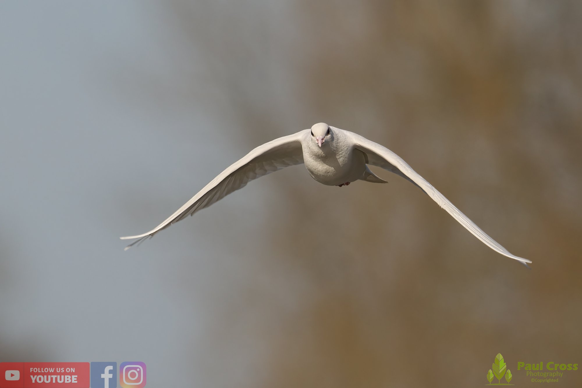 White Dove-00017.jpg
