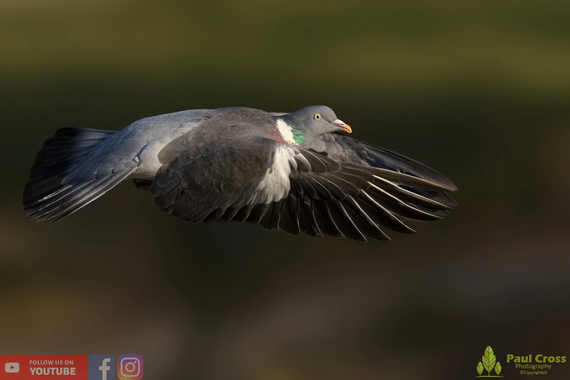 Wood Pigeon-00142.jpg