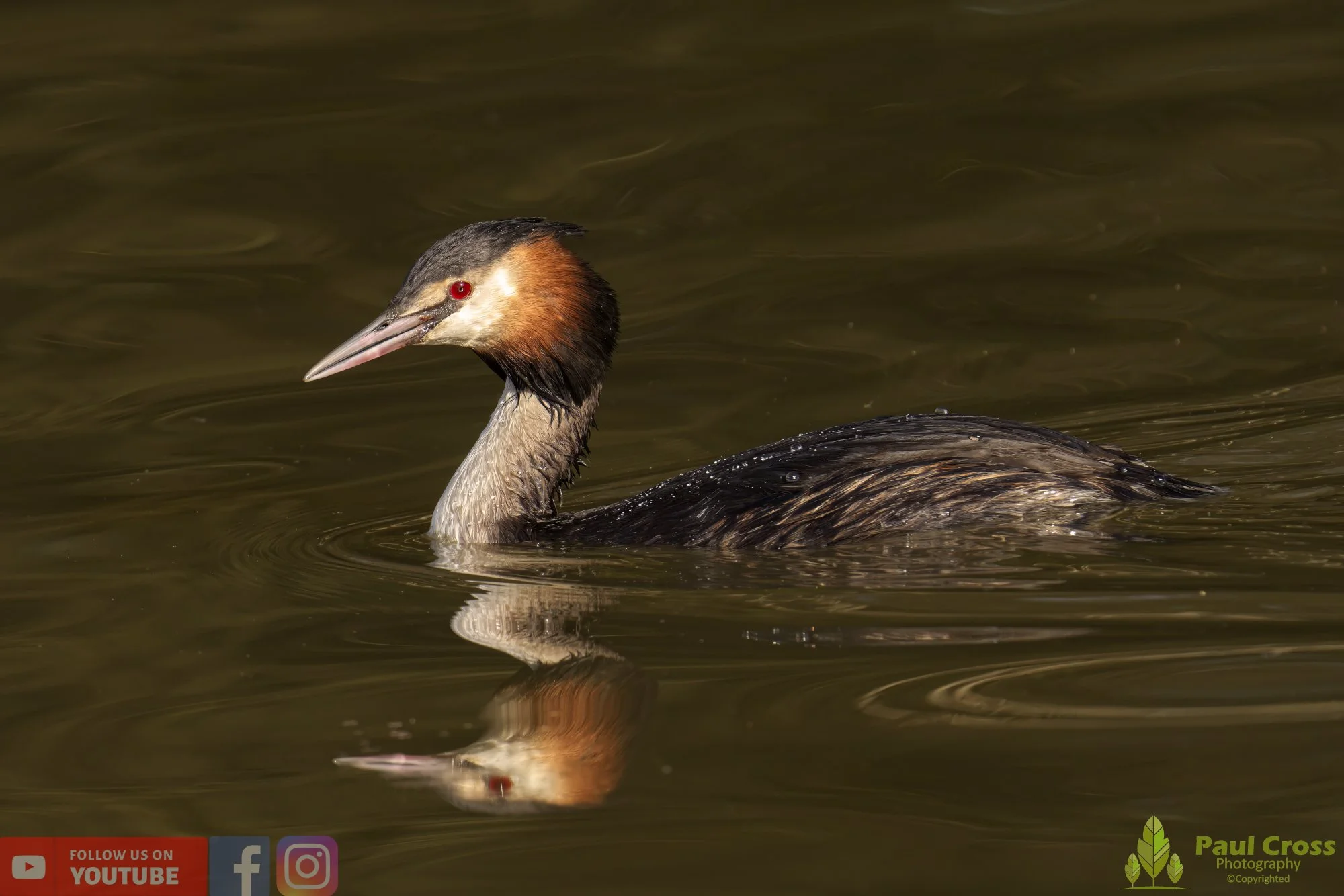 Great Crested Grebe-00697.jpg