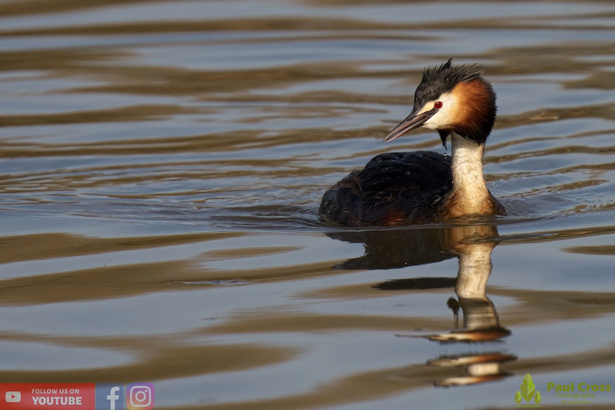 Great Crested Grebe-00698.jpg