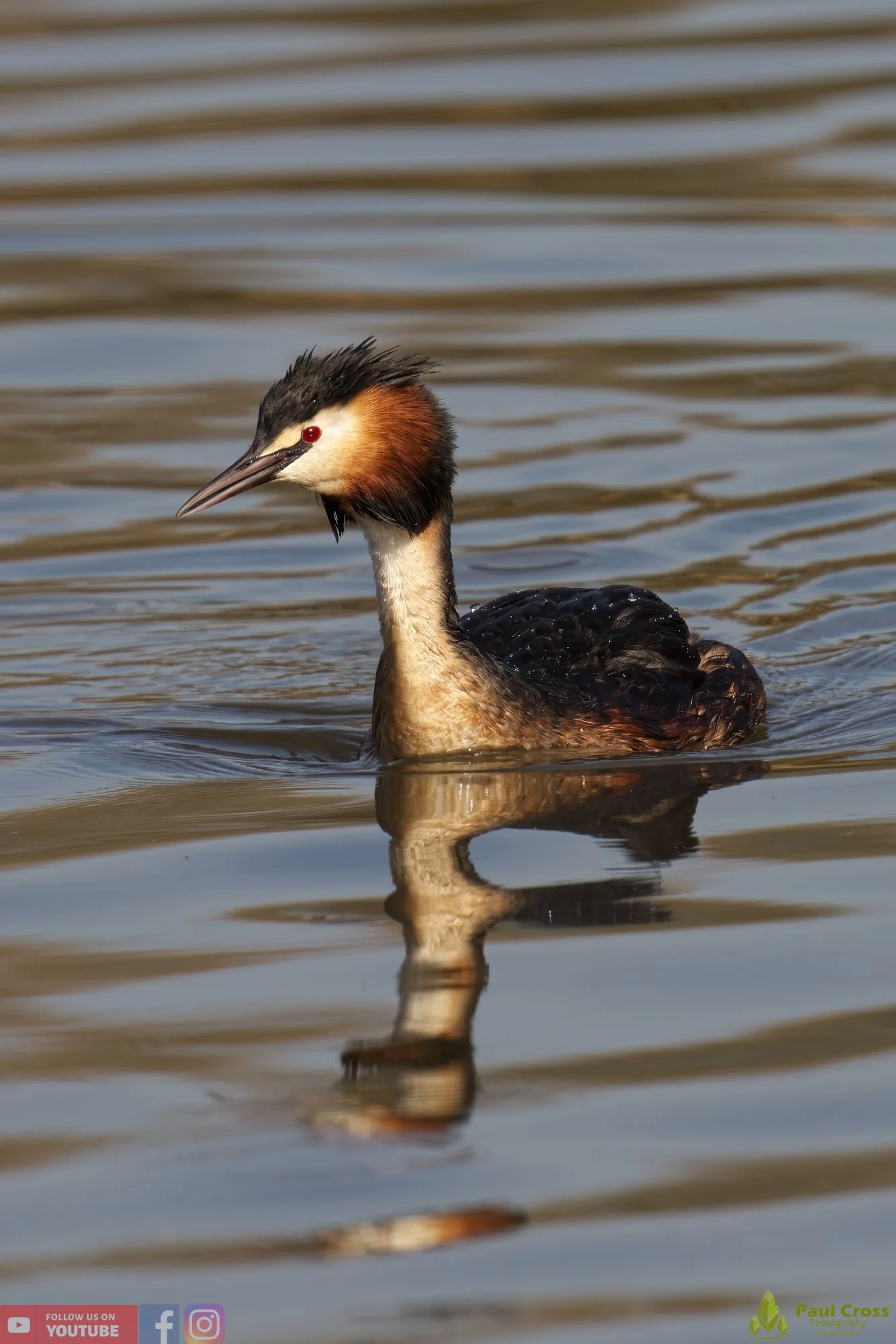 Great Crested Grebe-00699.jpg