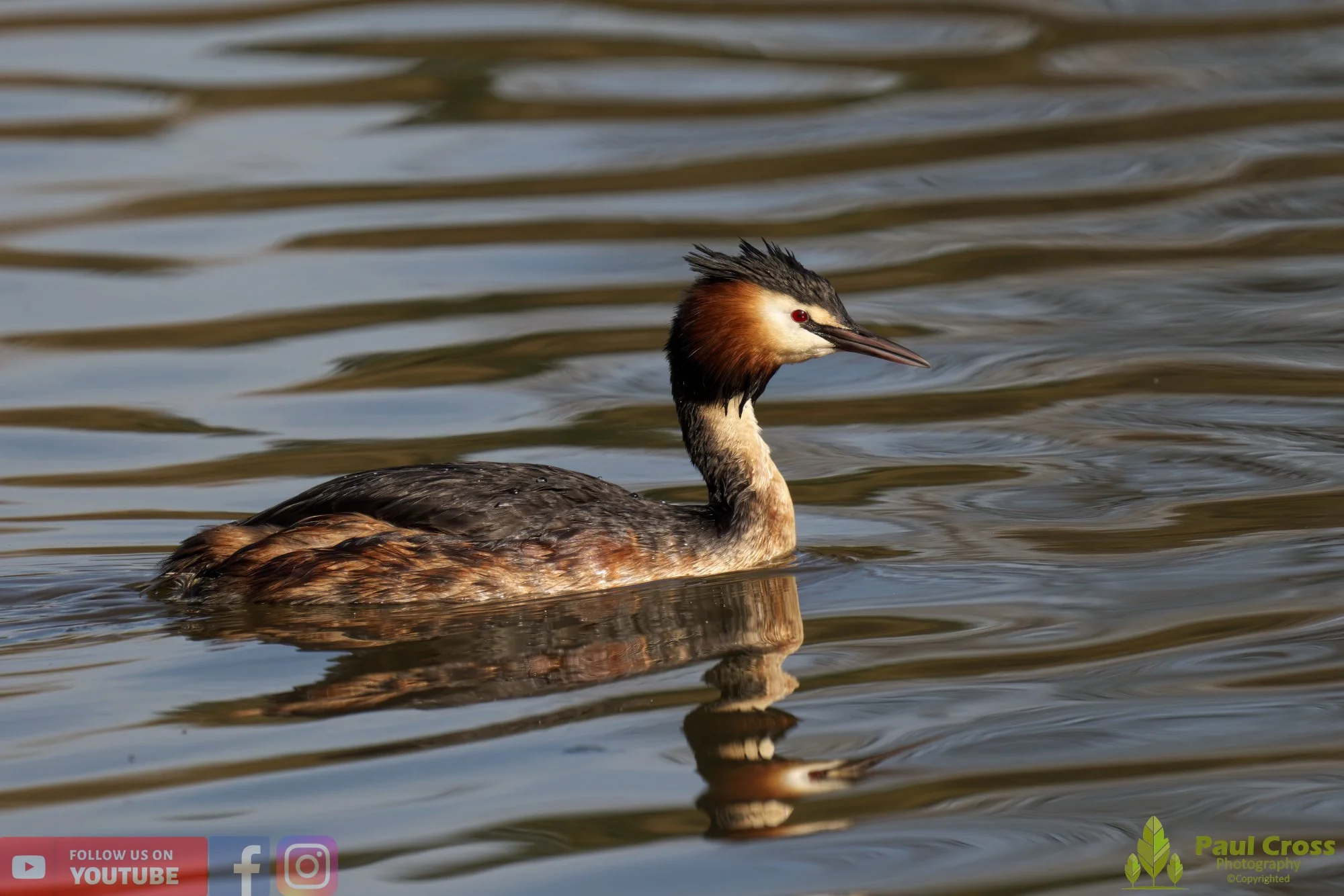 Great Crested Grebe-00701.jpg