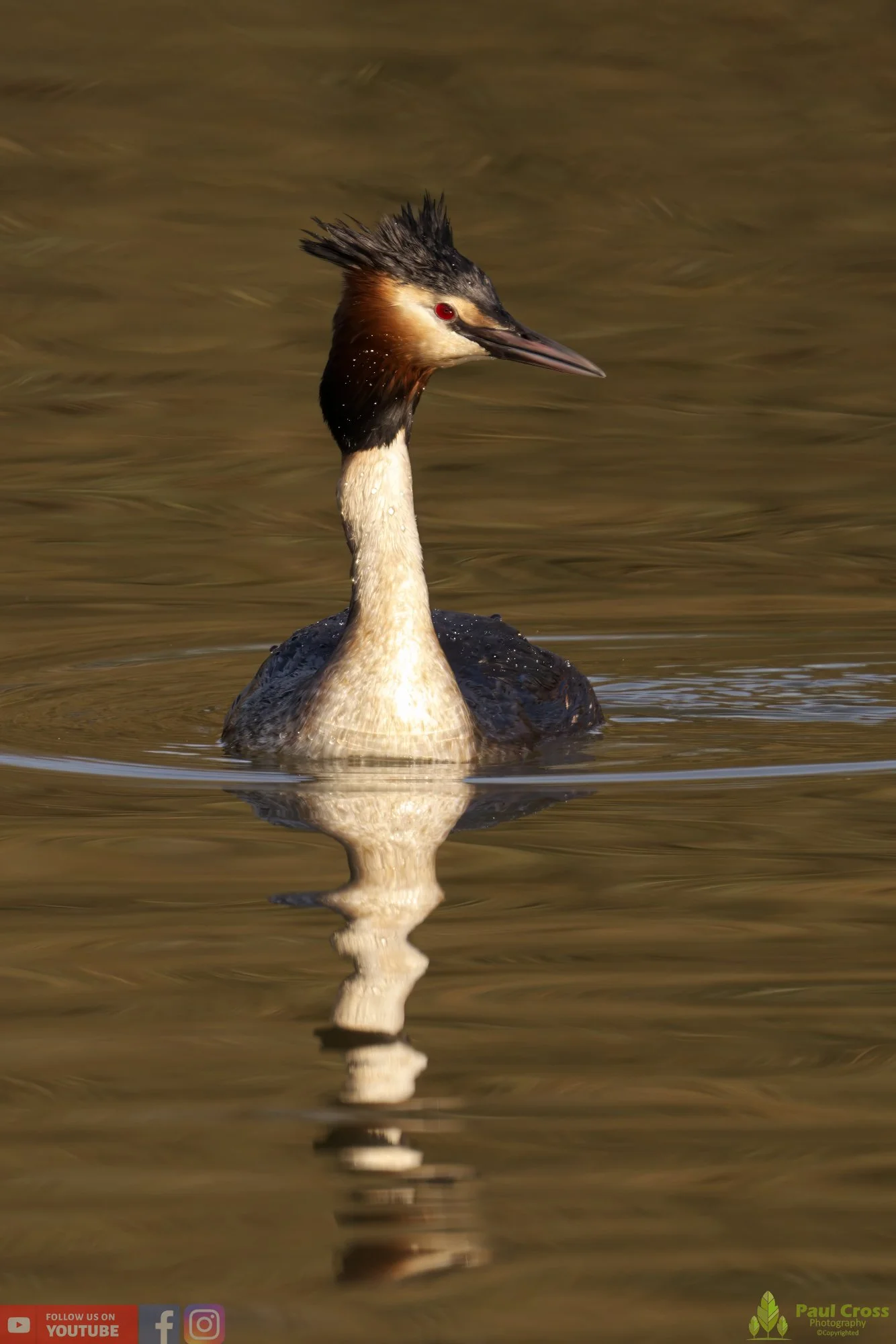 Great Crested Grebe-00704.jpg