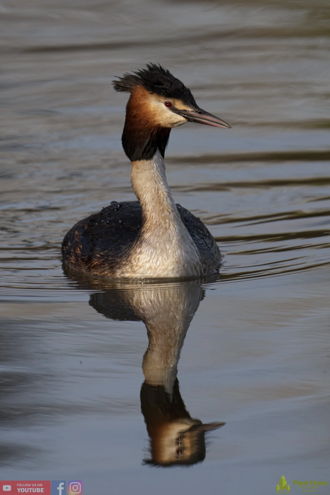 Great Crested Grebe-00708.jpg