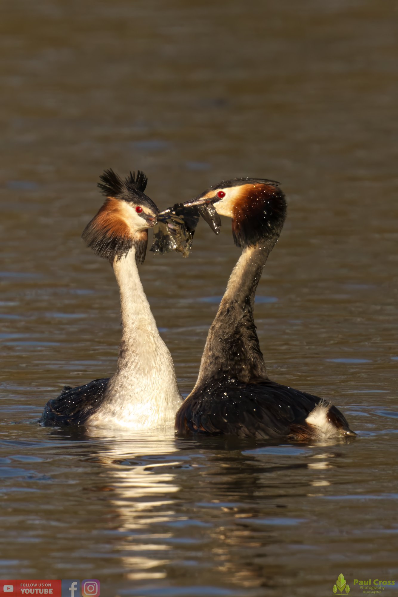 Great Crested Grebe-00711.jpg