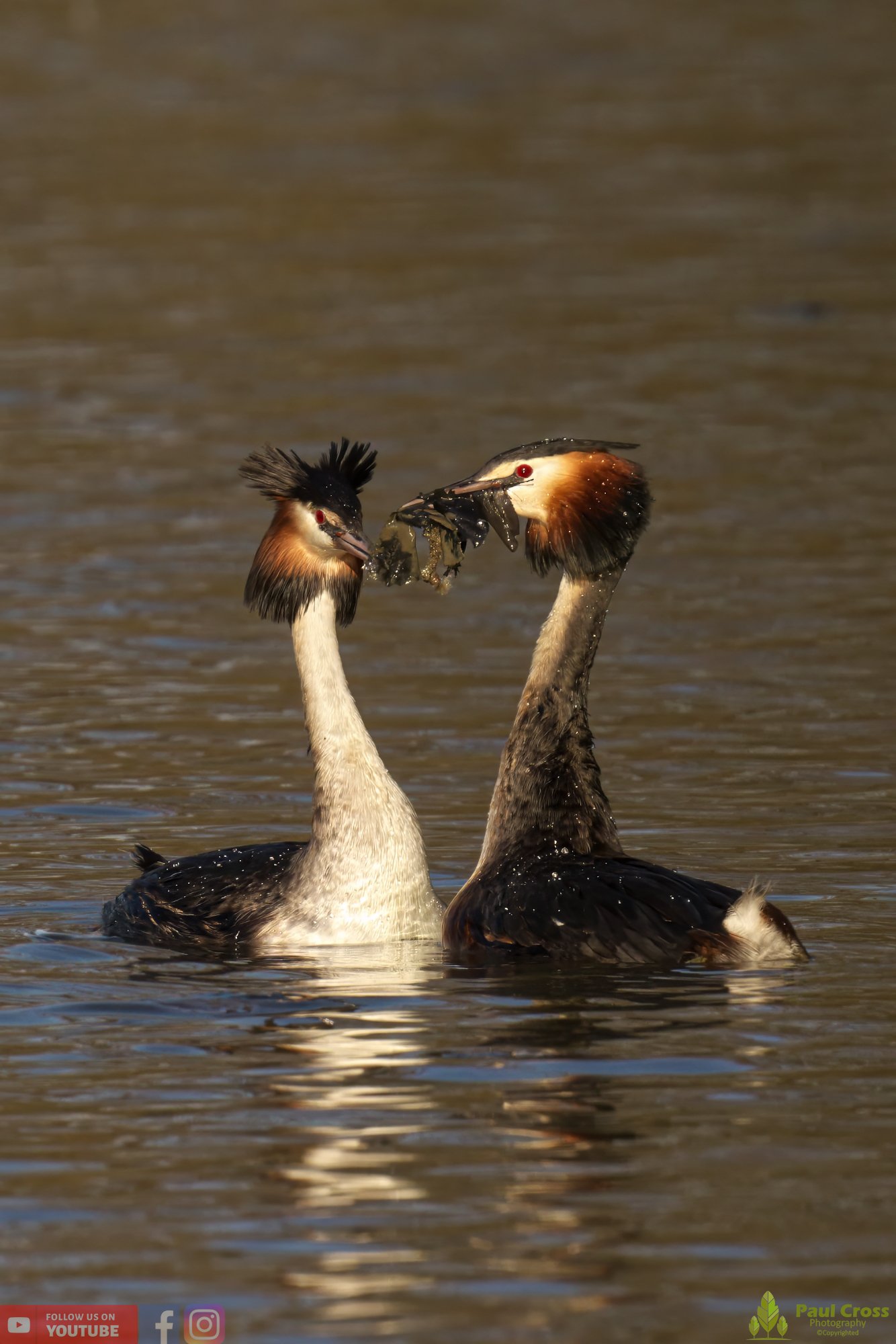 Great Crested Grebe-00713.jpg