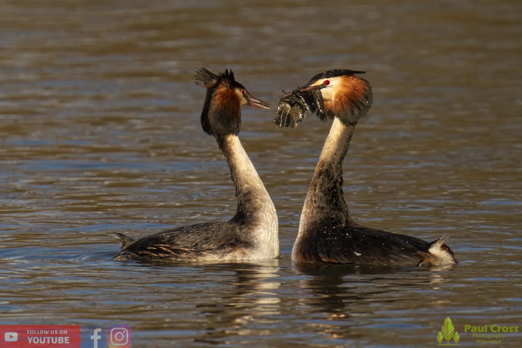 Great Crested Grebe-00715.jpg