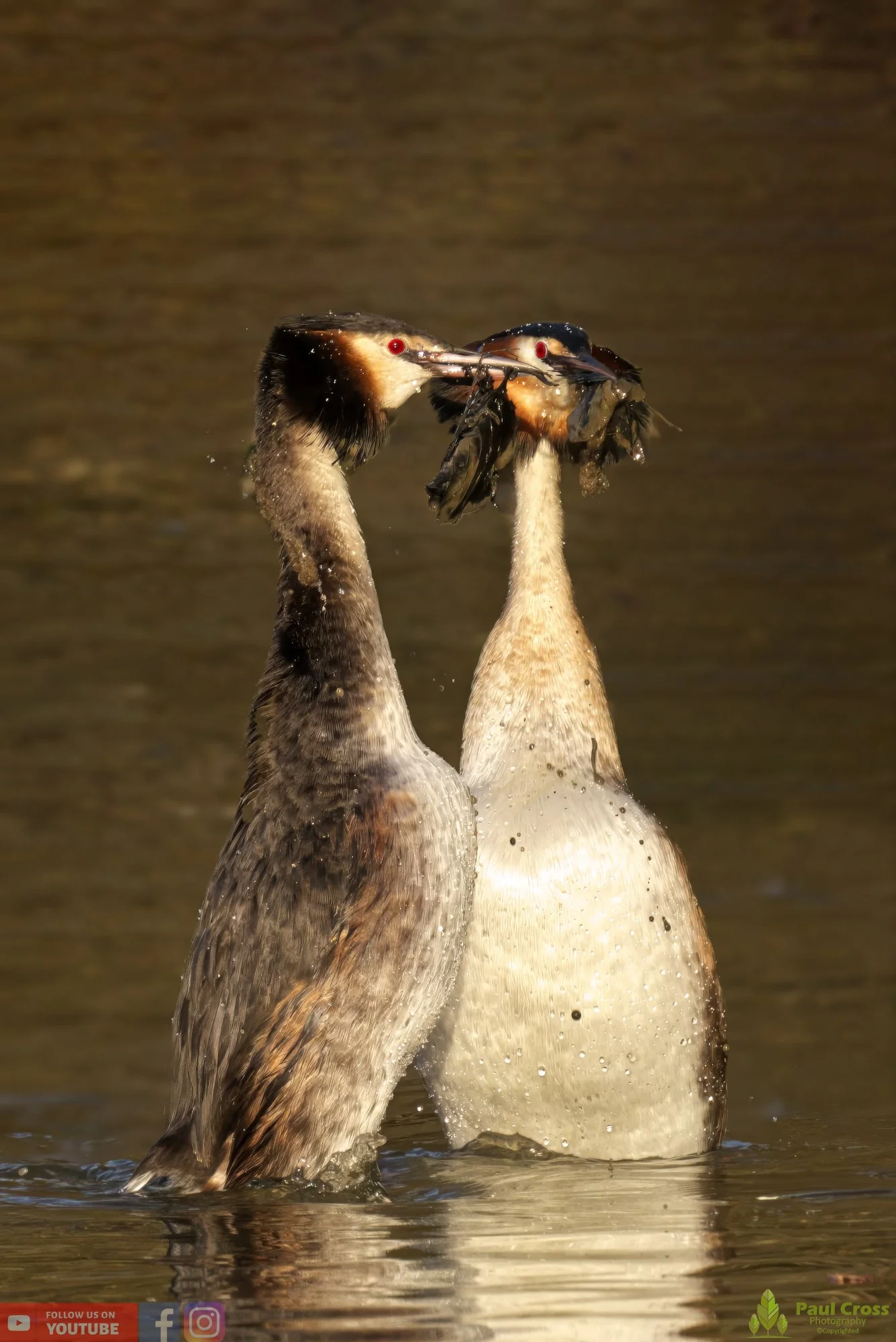 Great Crested Grebe-00716.jpg