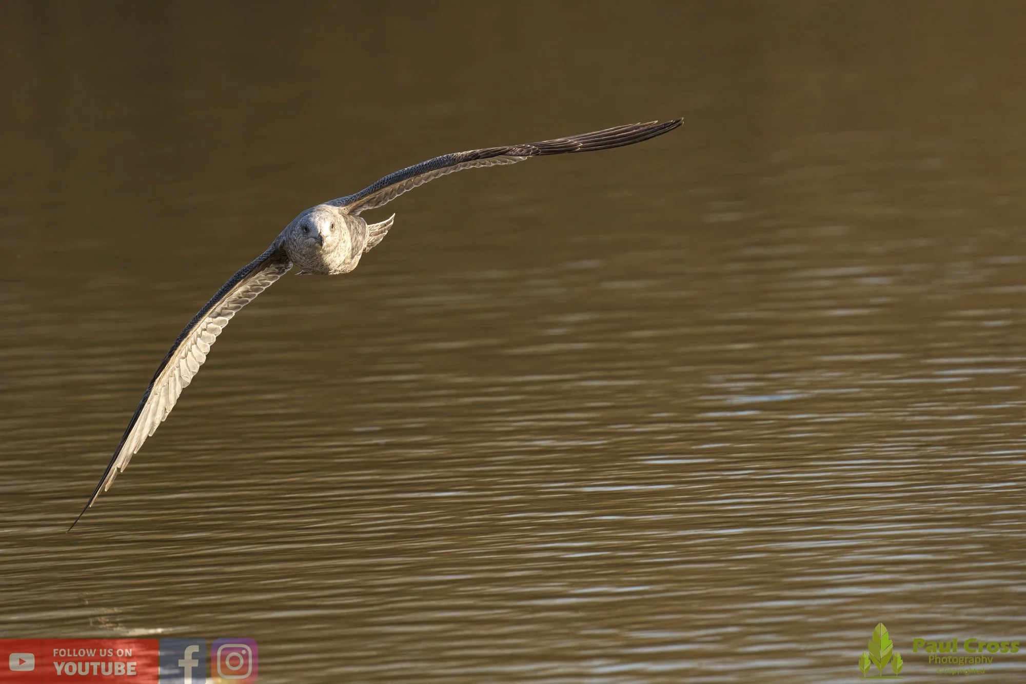 Herring Gull-00387.jpg