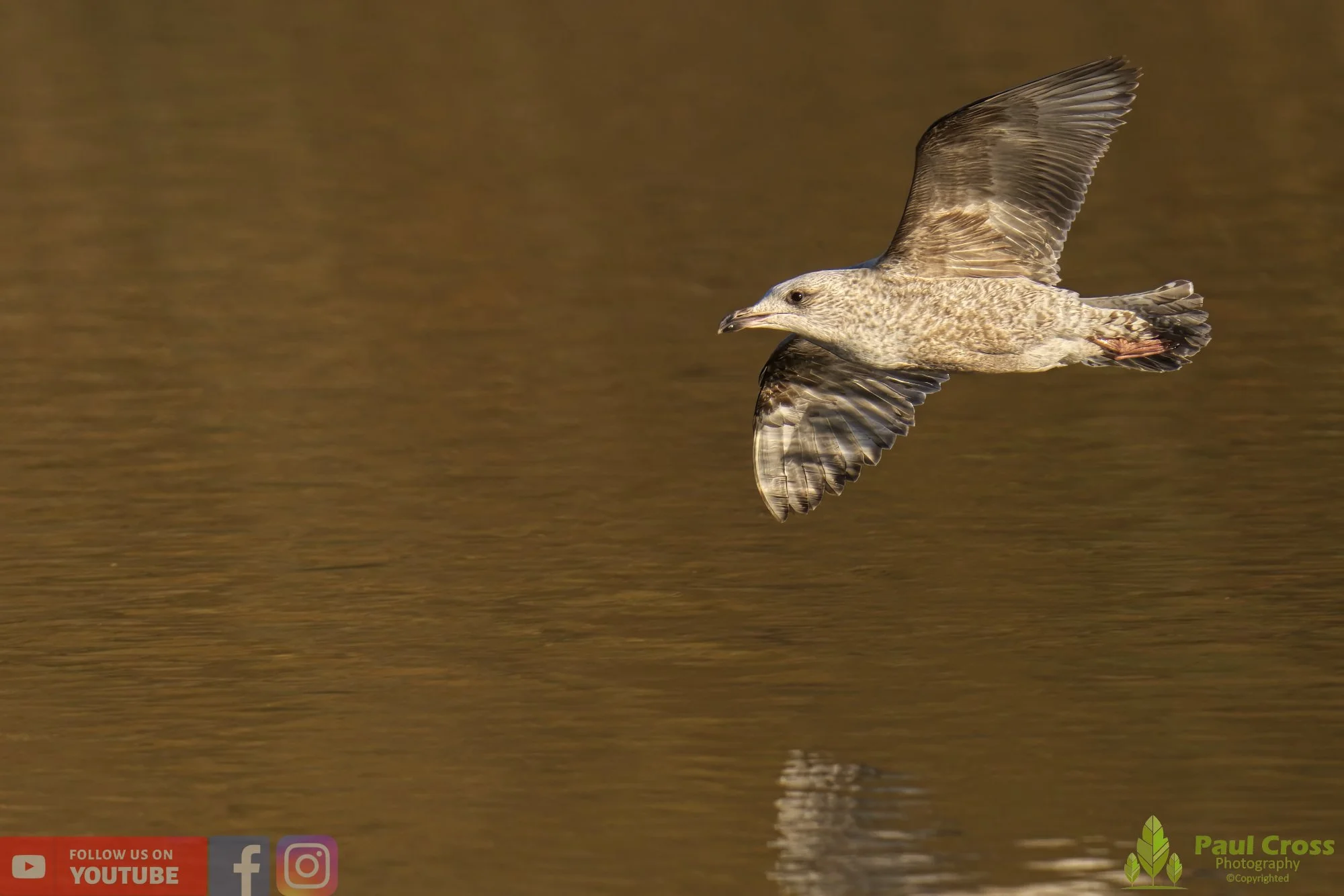 Herring Gull-00389.jpg