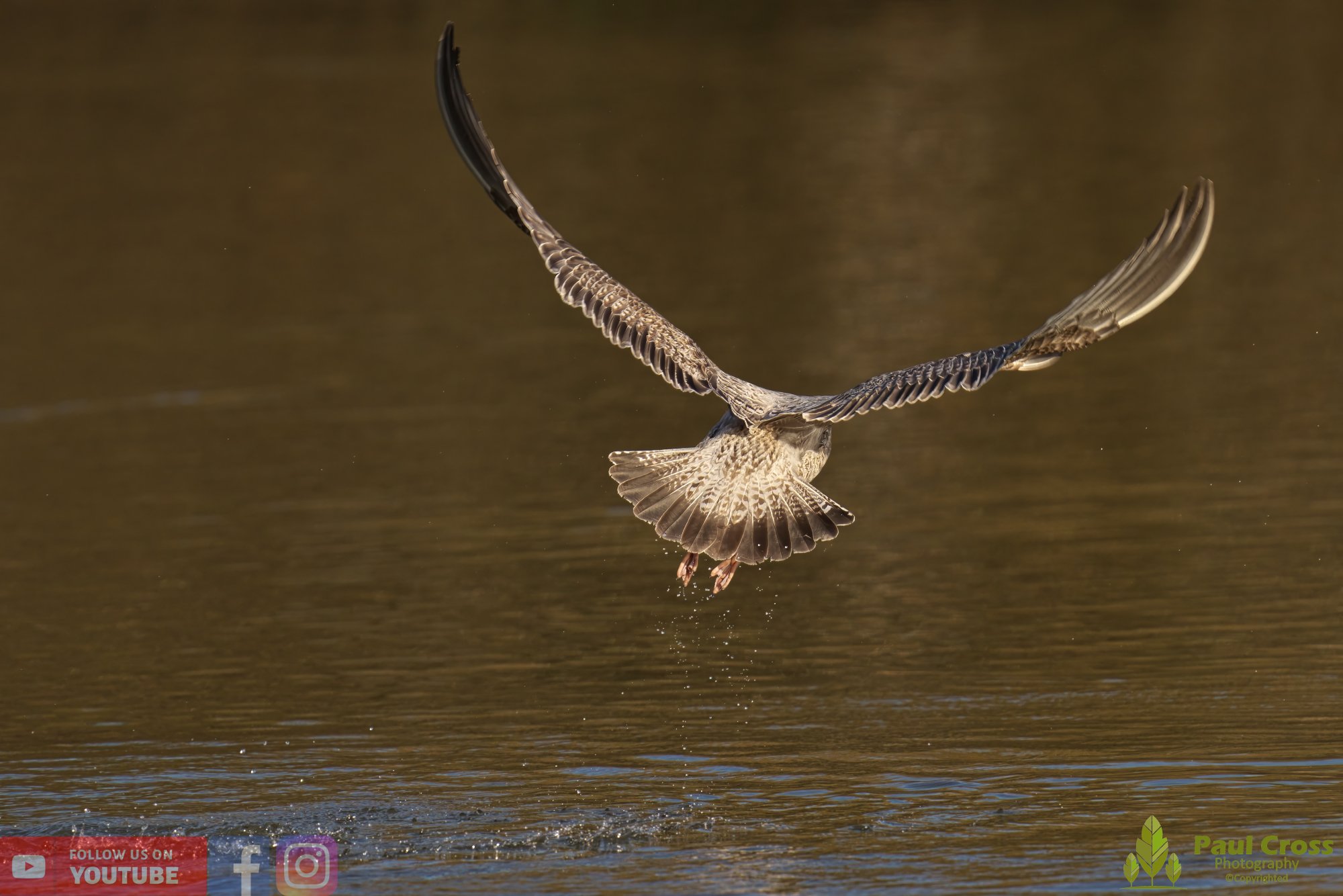 Herring Gull-00390.jpg